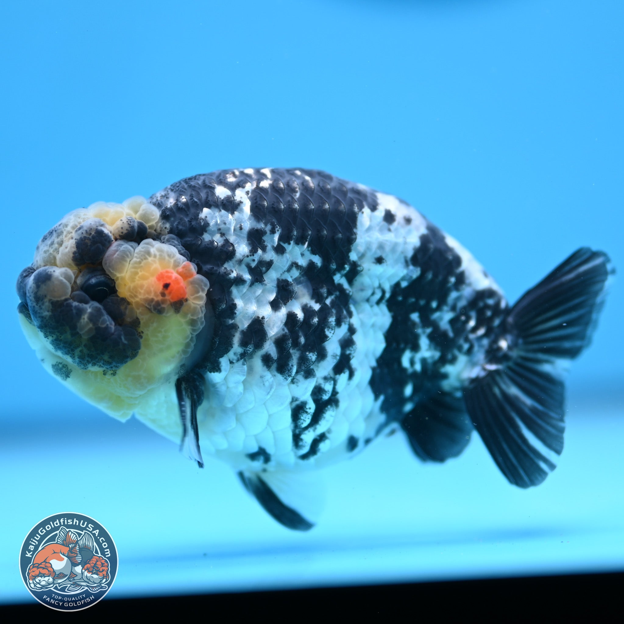 公式サイト Tiger White Ranchu USA Goldfish Kaiju | 果樹