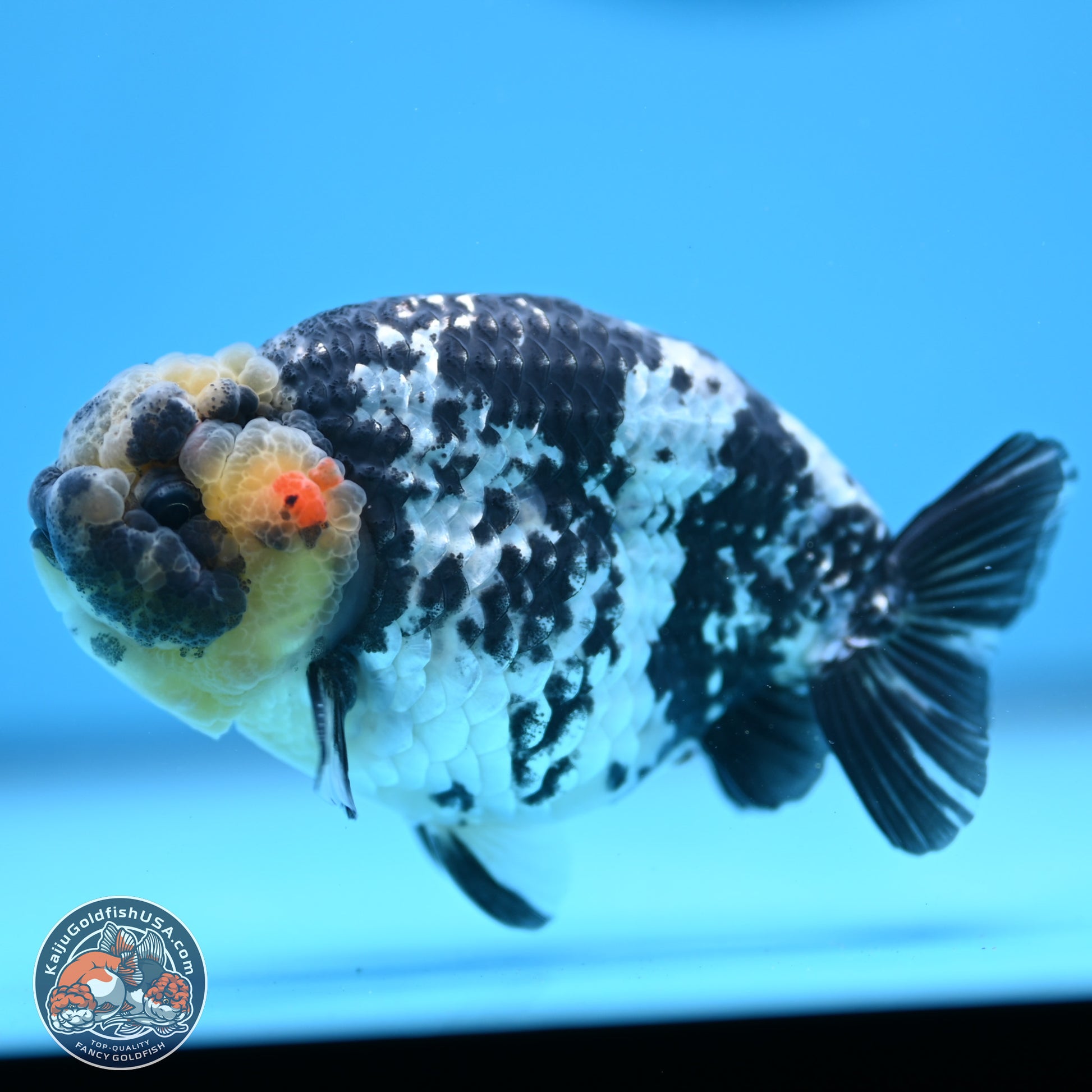 White Tiger Ranchu 3.75in Body (240809_RC06) - Kaiju Goldfish USA