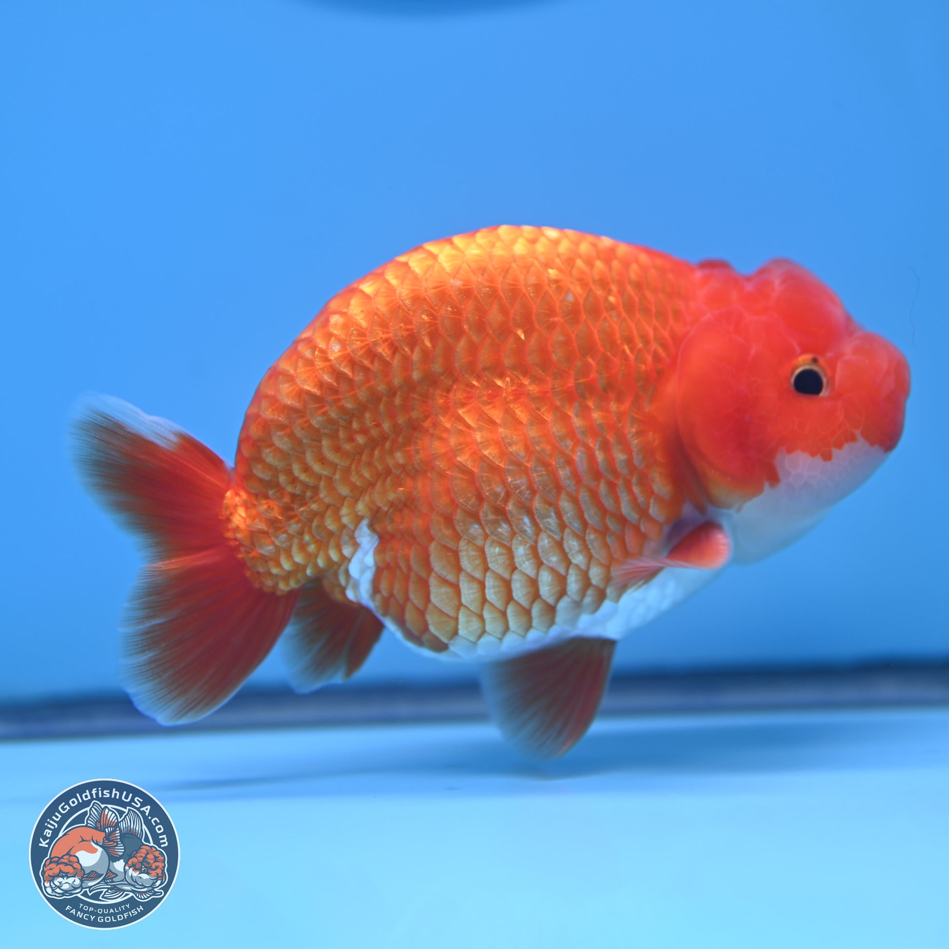 Red White Buffalo Ranchu 5 inches (241025_RC06) - Kaiju Goldfish USA