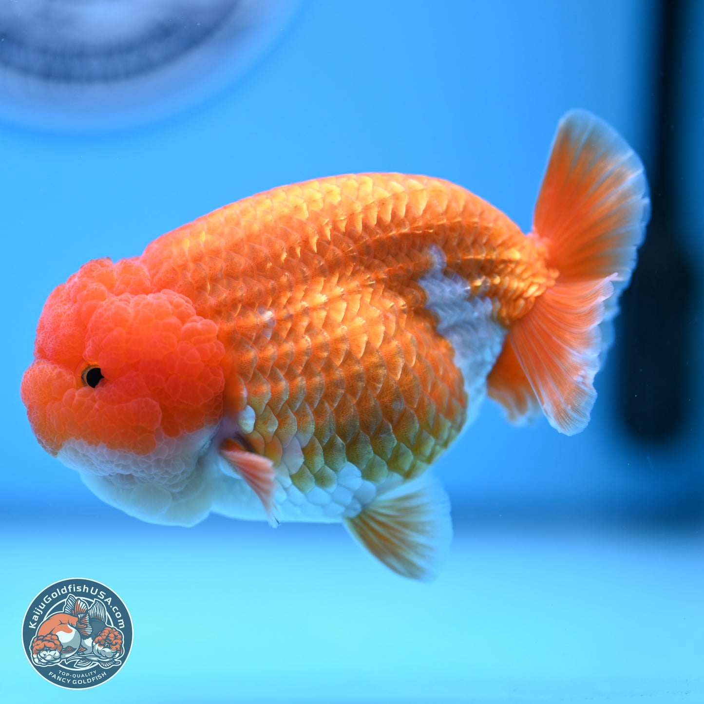 Red White Lionchu 4in Body (240823_RC06) - Kaiju Goldfish USA