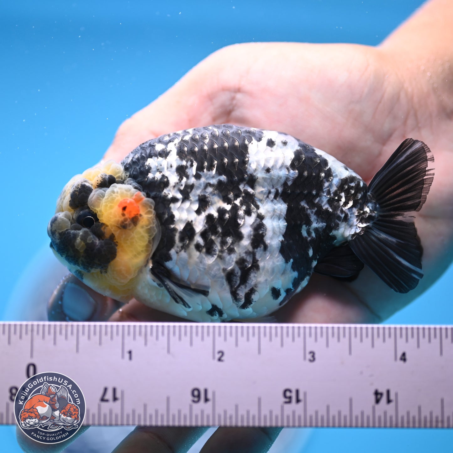 White Tiger Ranchu 3.75in Body (240809_RC06) - Kaiju Goldfish USA