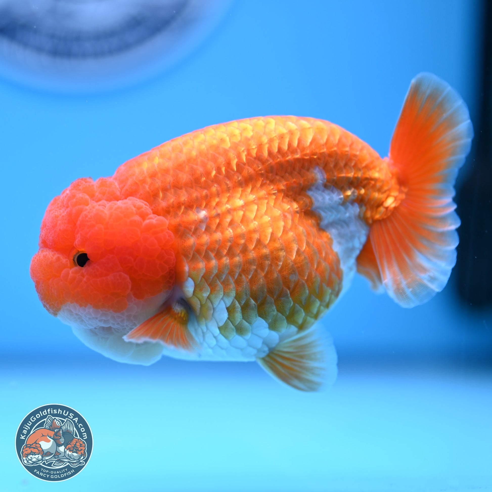 Red White Lionchu 4in Body (240823_RC06) - Kaiju Goldfish USA