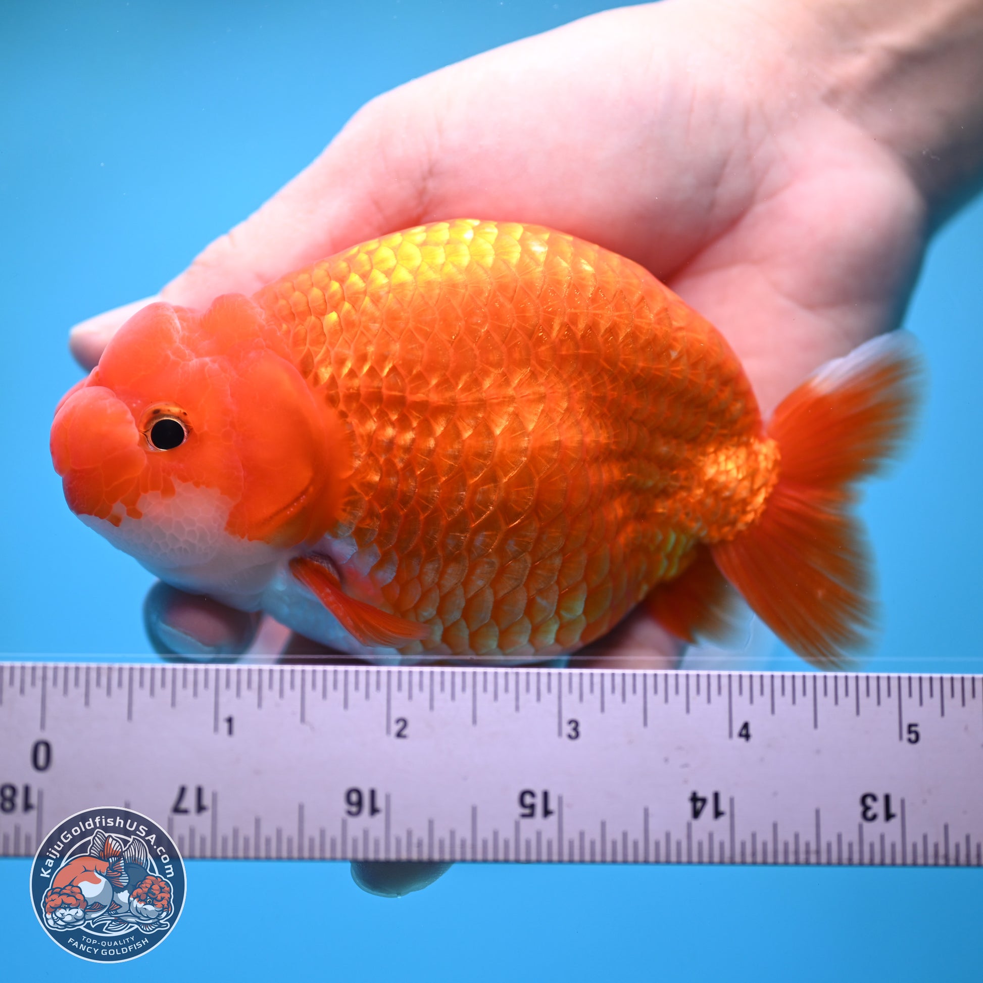 Red White Buffalo Ranchu 5 inches (241025_RC06) - Kaiju Goldfish USA