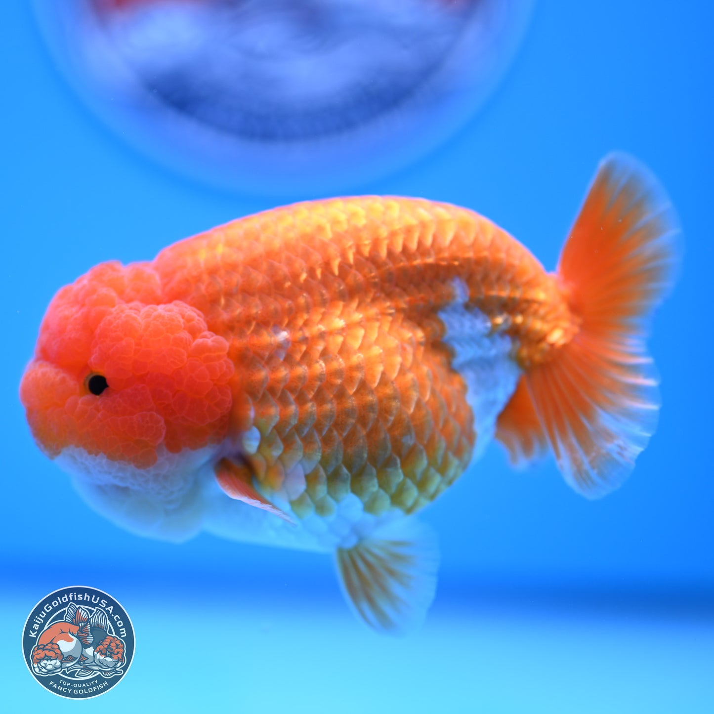 Red White Lionchu 4in Body (240823_RC06) - Kaiju Goldfish USA