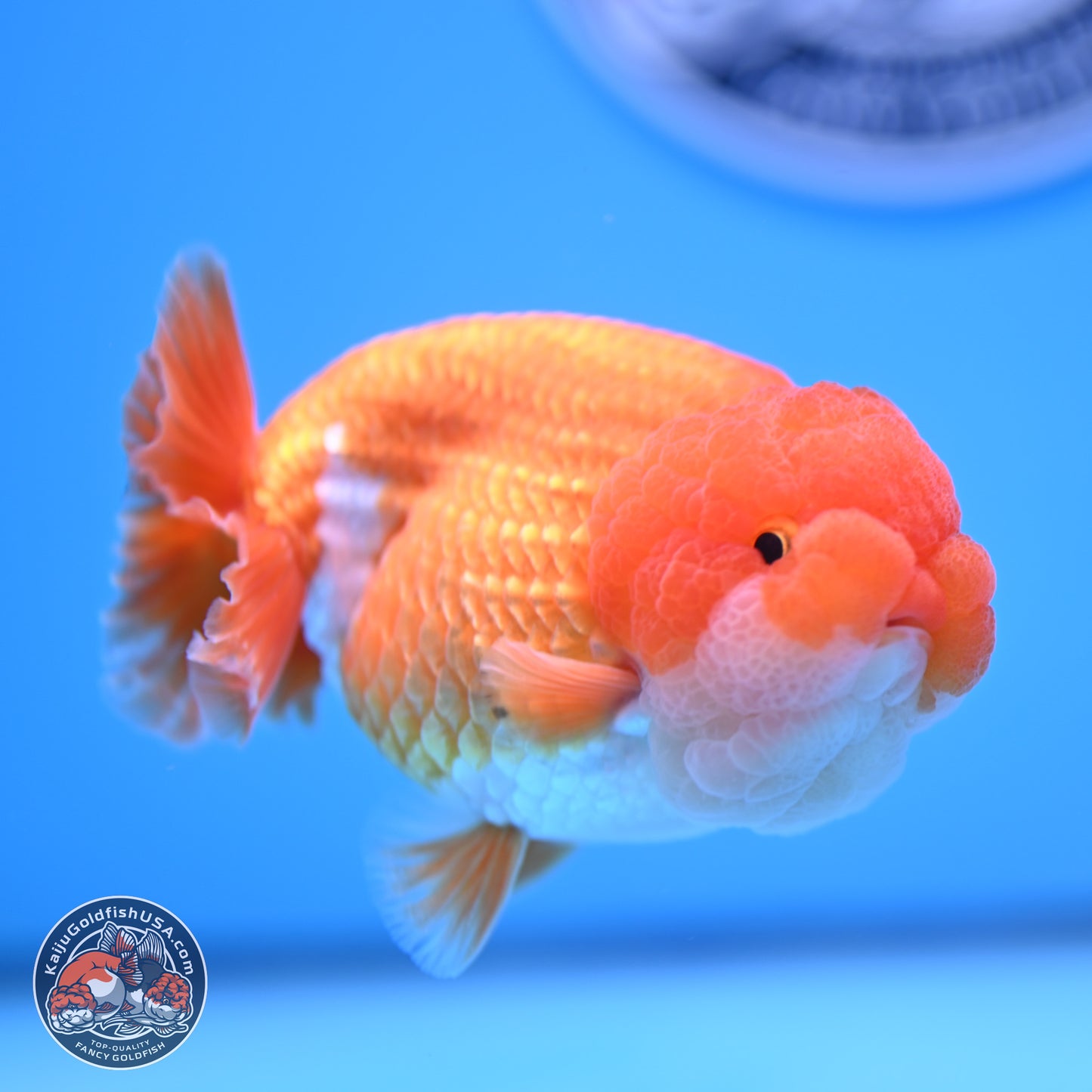 Red White Lionchu 4in Body (240823_RC06) - Kaiju Goldfish USA