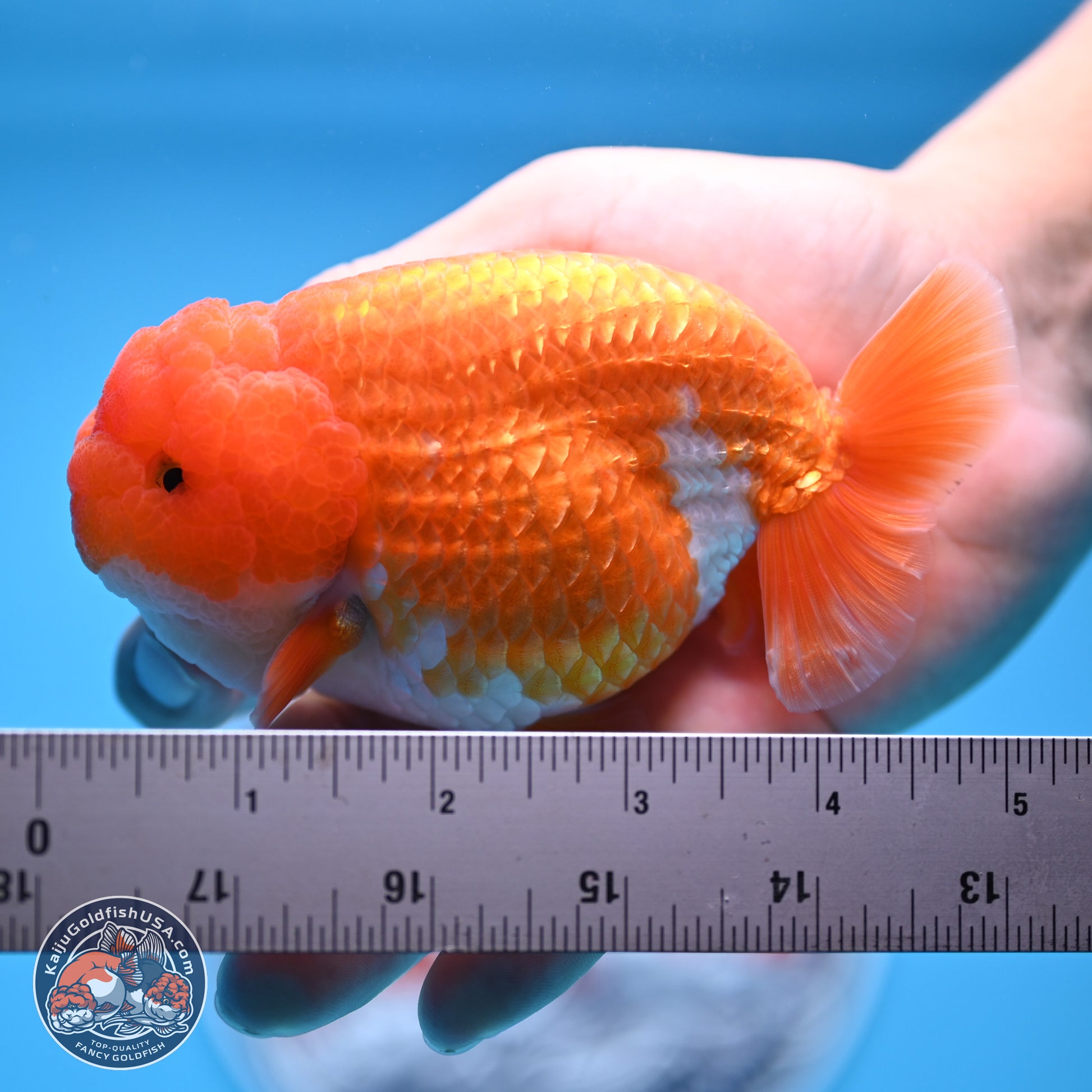 Red White Lionchu 4in Body (240823_RC06) - Kaiju Goldfish USA