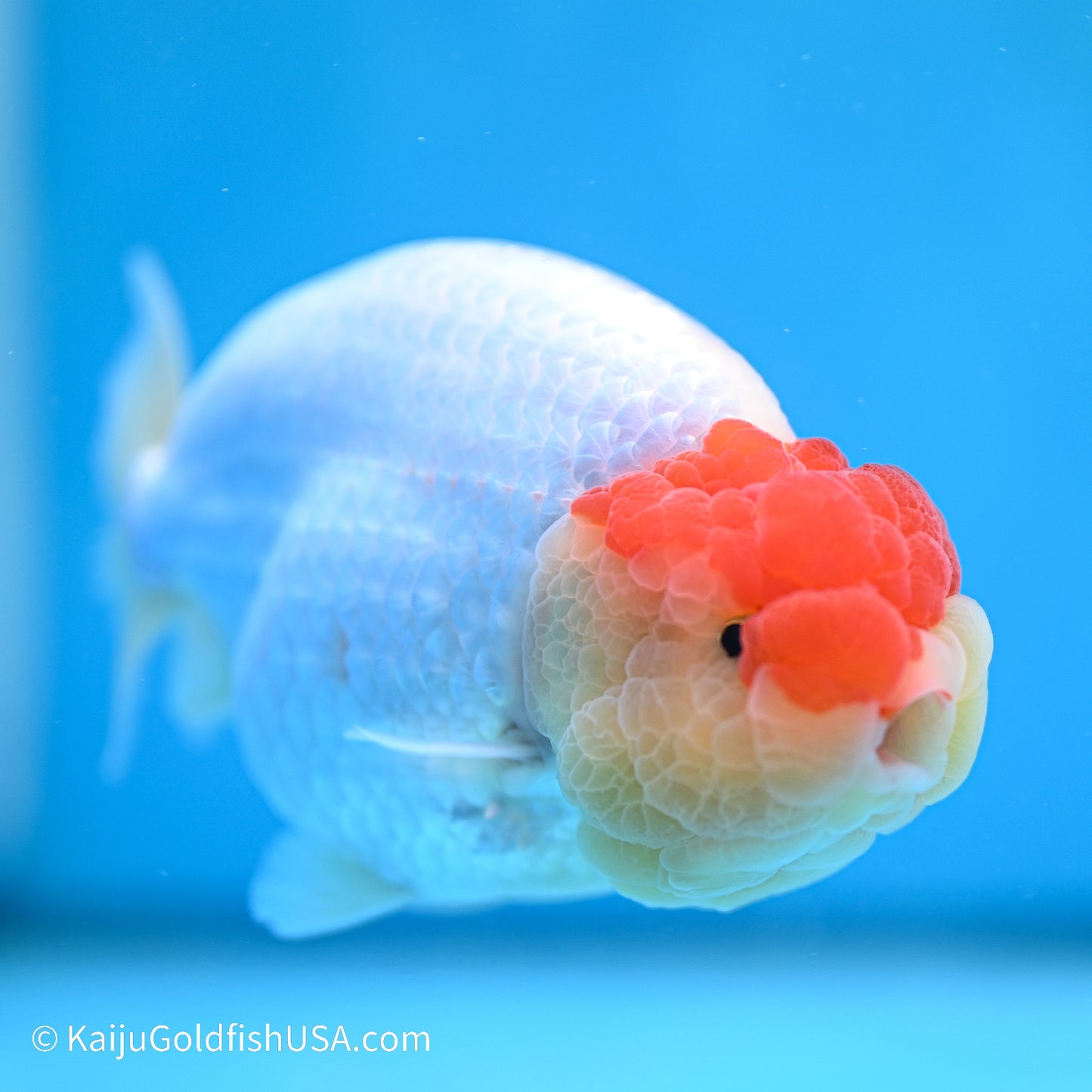 Tancho Buffalo Ranchu 4in body (240524_RC06) - Kaiju Goldfish USA