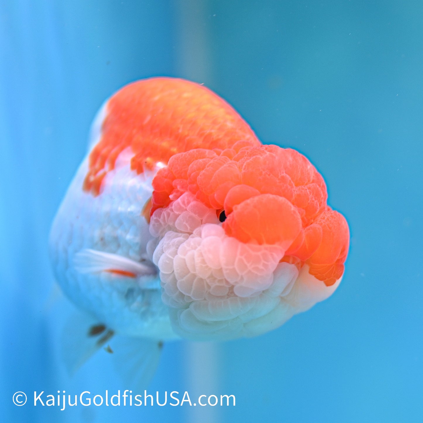 Marbled Wen Red White Buffalo Ranchu 4.5 inches (240412_RC06) - Kaiju Goldfish USA