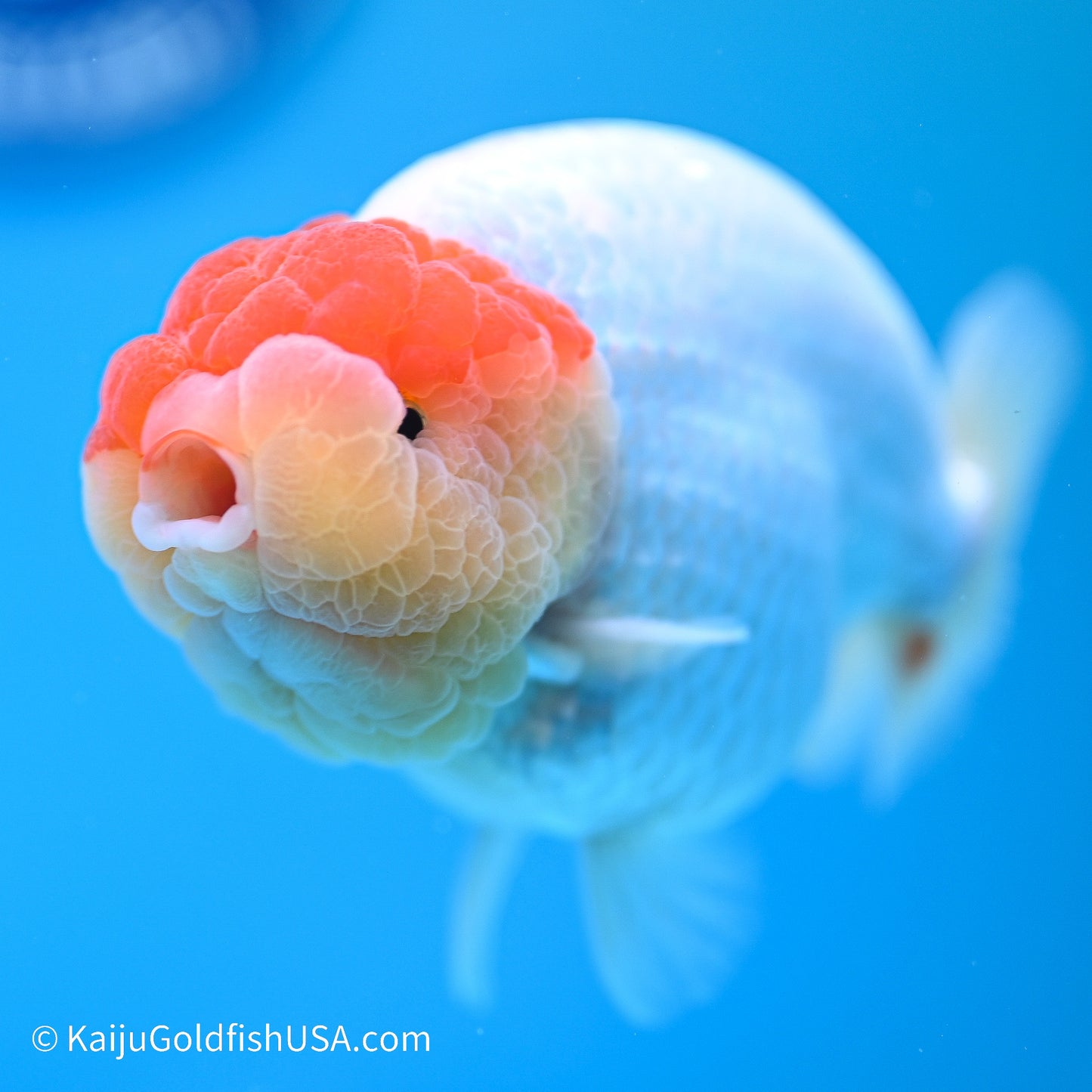 Tancho Buffalo Ranchu 4in body (240524_RC06) - Kaiju Goldfish USA