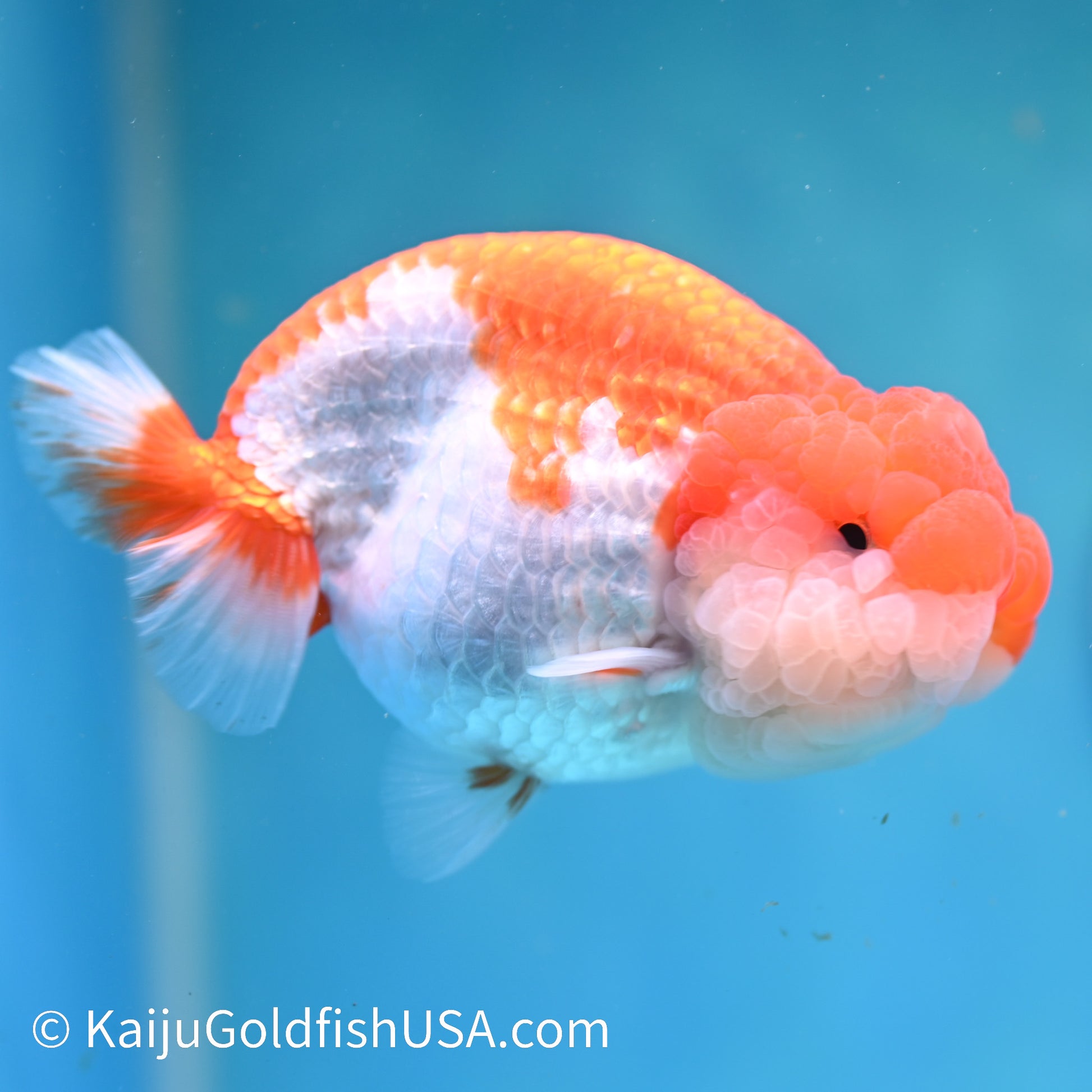 Marbled Wen Red White Buffalo Ranchu 4.5 inches (240412_RC06) - Kaiju Goldfish USA