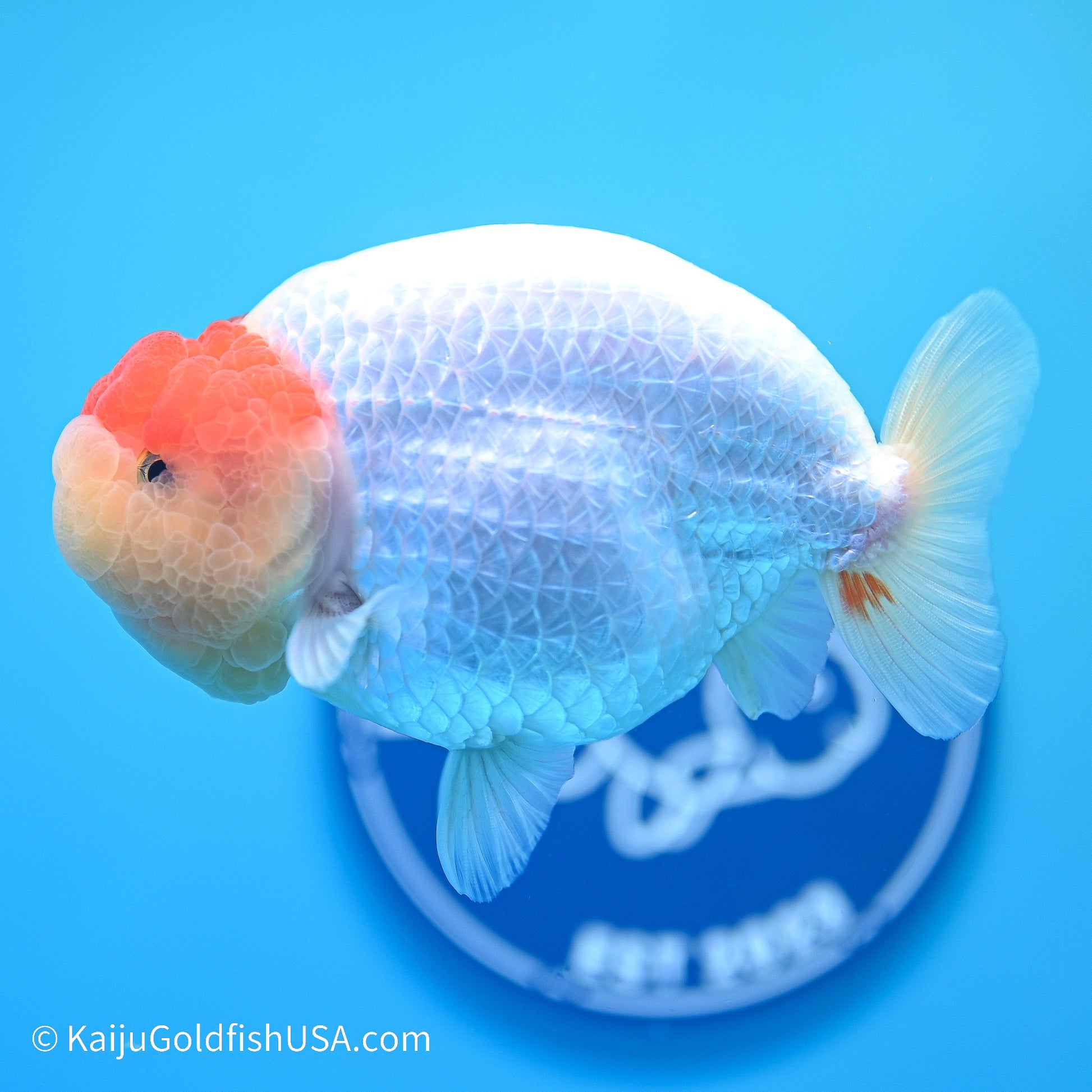 Tancho Buffalo Ranchu 4in body (240524_RC06) - Kaiju Goldfish USA