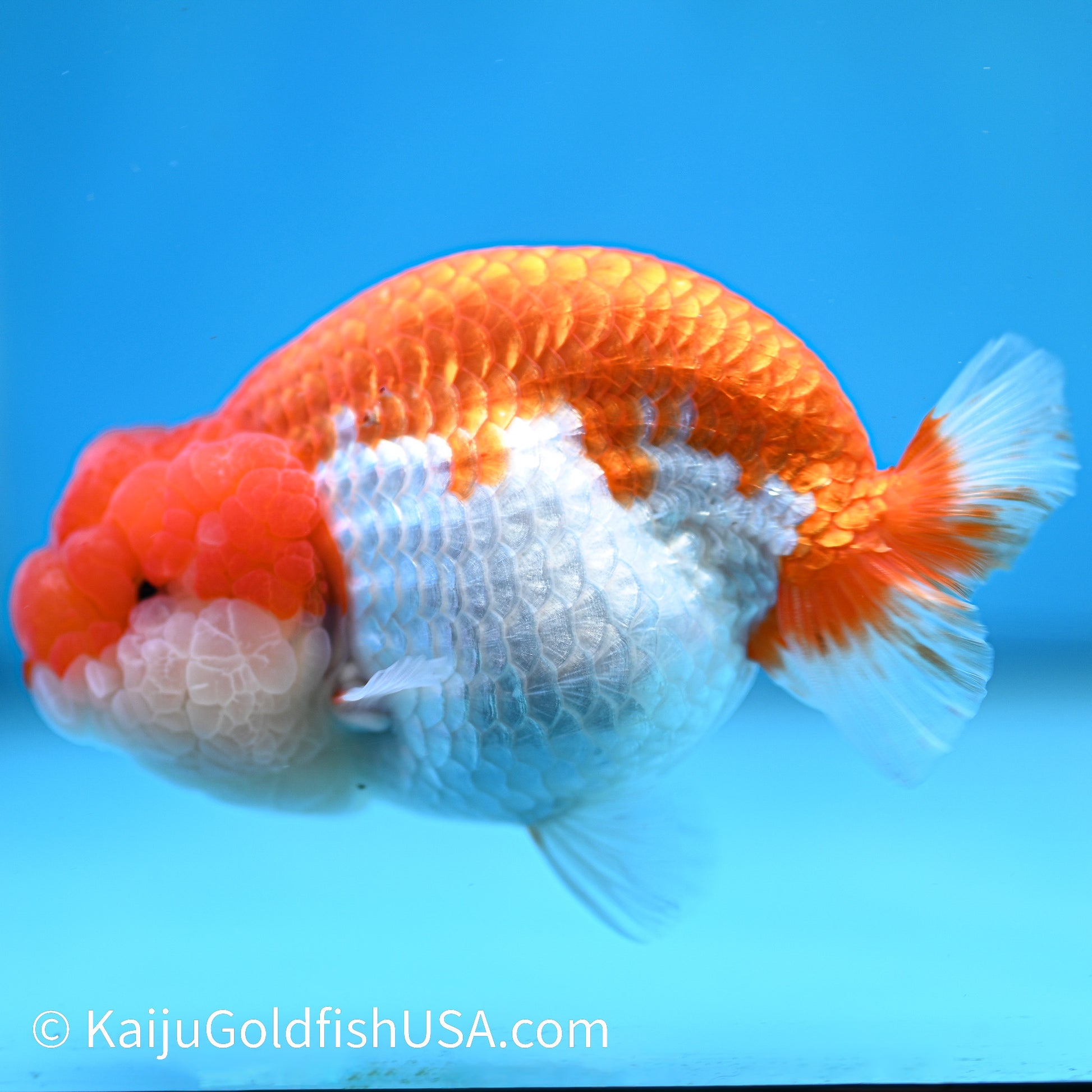 Marbled Wen Red White Buffalo Ranchu 4.5 inches (240412_RC06) - Kaiju Goldfish USA