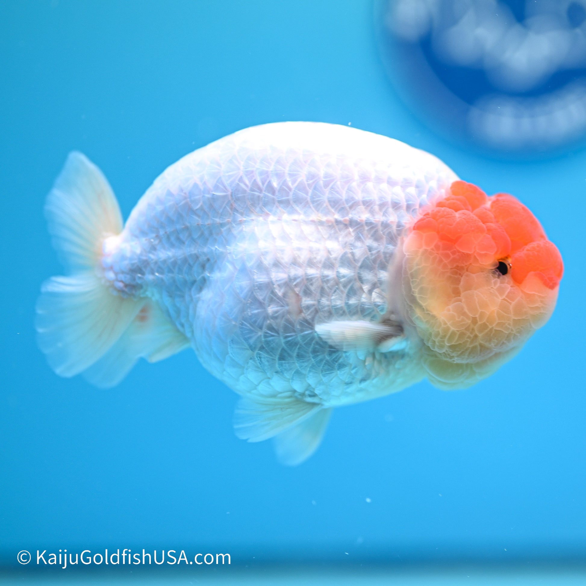 Tancho Buffalo Ranchu 4in body (240524_RC06) - Kaiju Goldfish USA