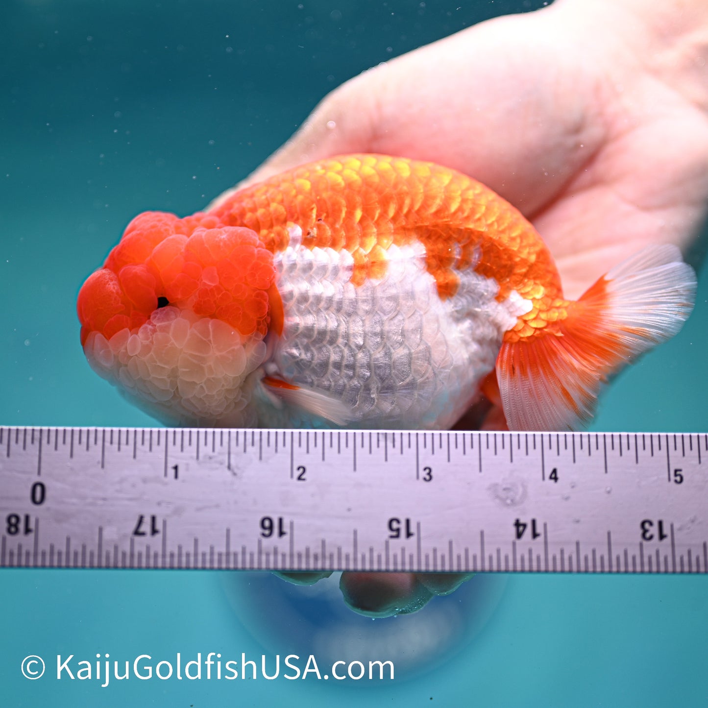 Marbled Wen Red White Buffalo Ranchu 4.5 inches (240412_RC06) - Kaiju Goldfish USA