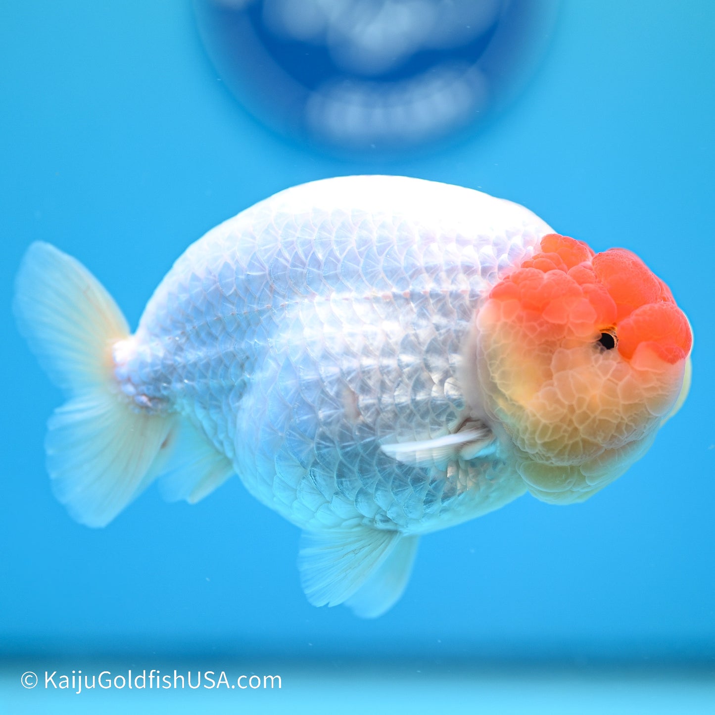 Tancho Buffalo Ranchu 4in body (240524_RC06) - Kaiju Goldfish USA