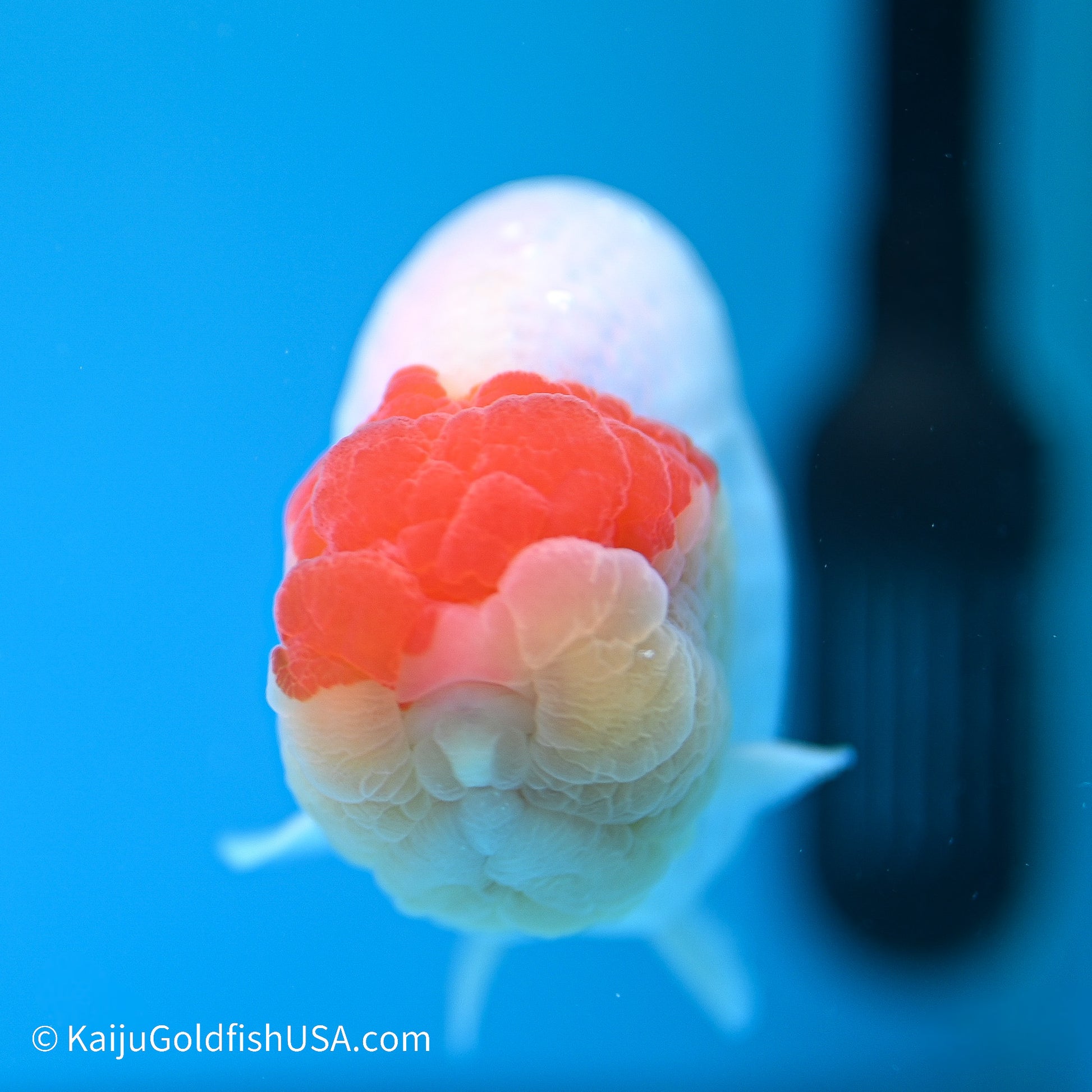 Tancho Buffalo Ranchu 4in body (240524_RC06) - Kaiju Goldfish USA