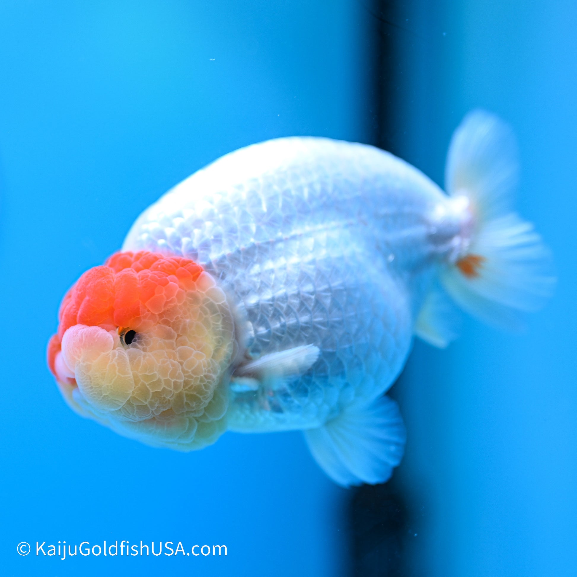 Tancho Buffalo Ranchu 4in body (240524_RC06) - Kaiju Goldfish USA