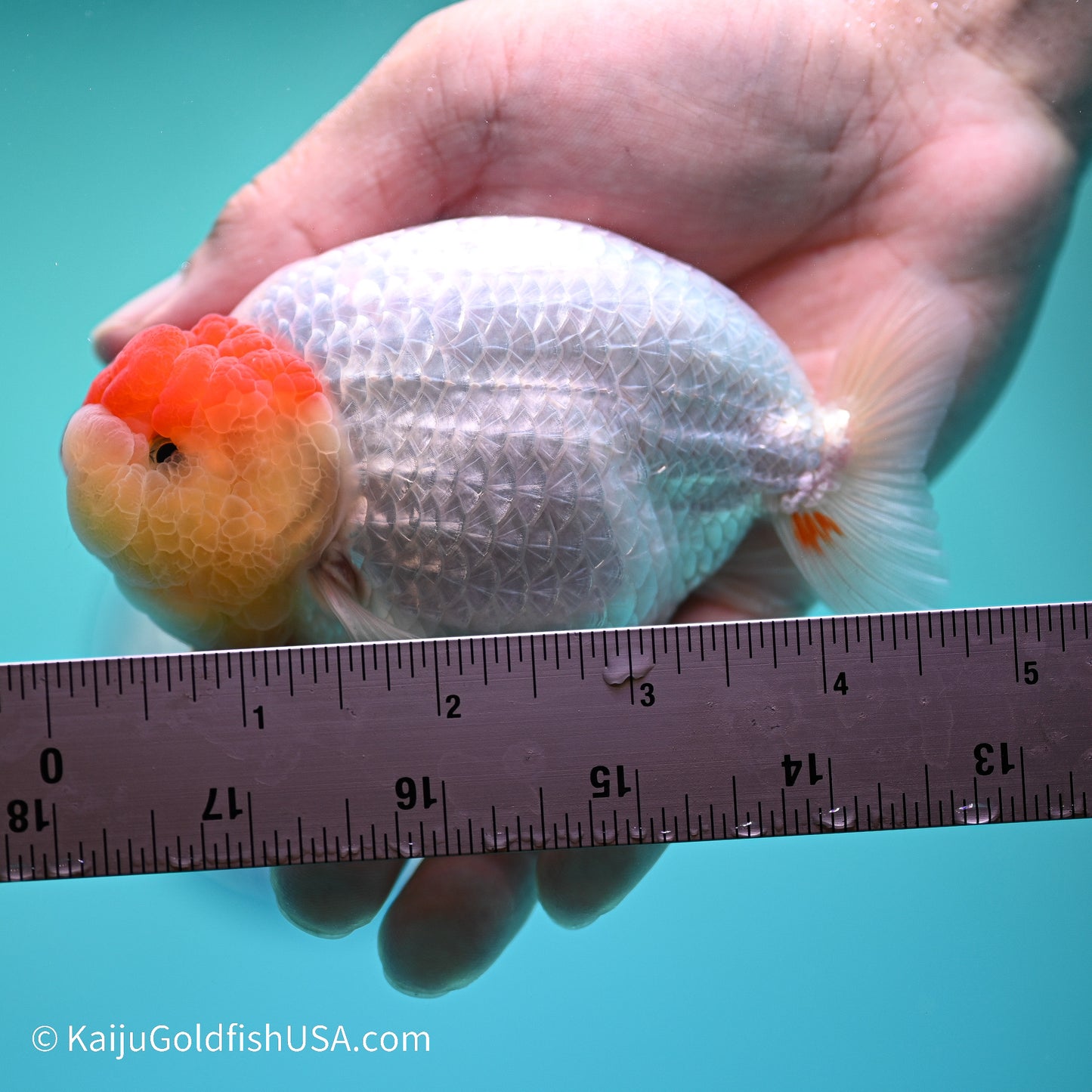 Tancho Buffalo Ranchu 4in body (240524_RC06) - Kaiju Goldfish USA