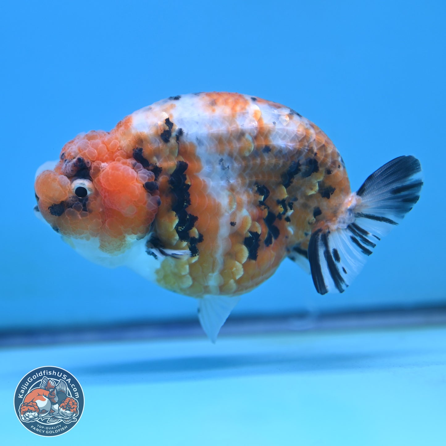 Tricolor Sakura Ranchu 3.75 inches Body - Female (250117_RC07)