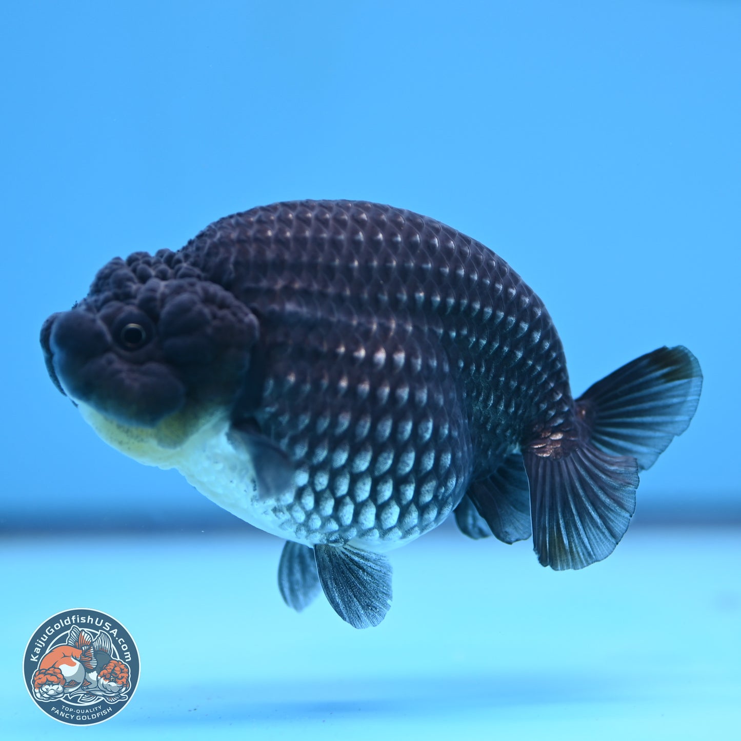 Platinum Ranchu 3.5 in Body (240809_RC07) - Kaiju Goldfish USA