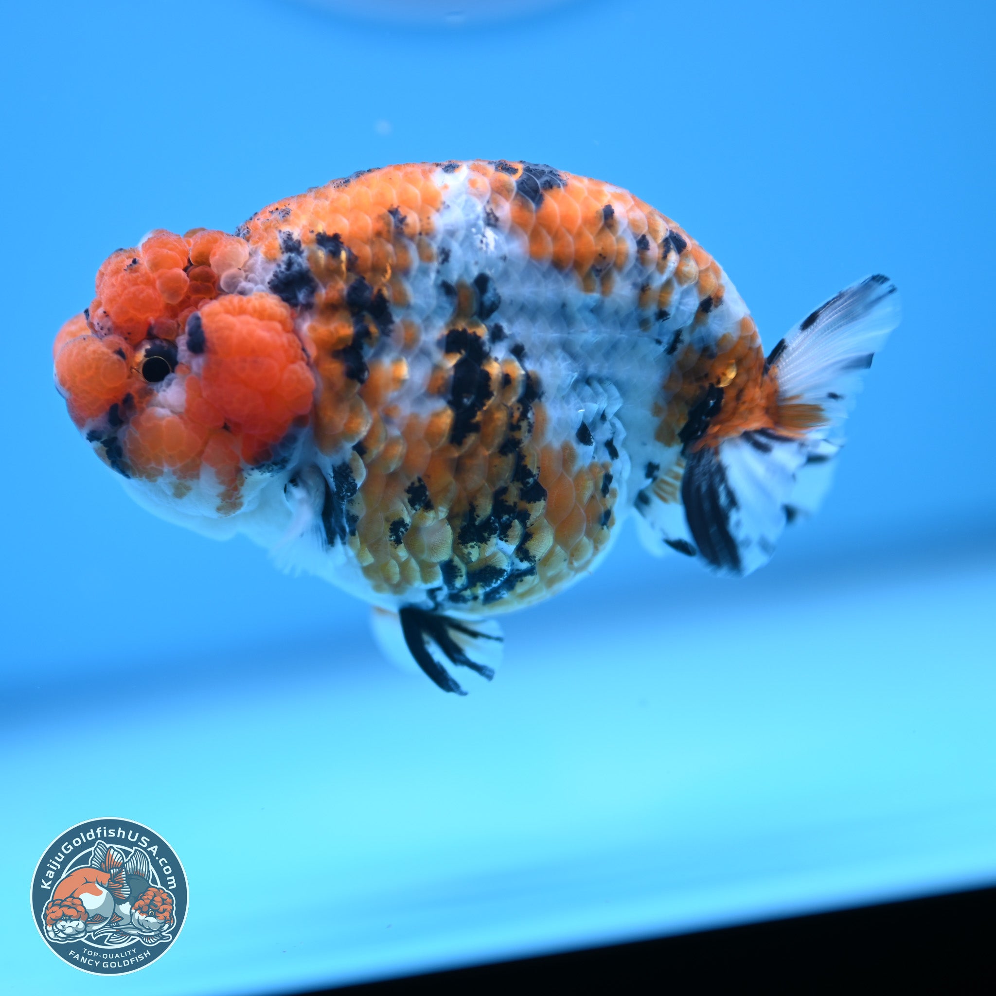 Tricolor Sakura Ranchu Goldfish for Sale | Kaiju Goldfish USA