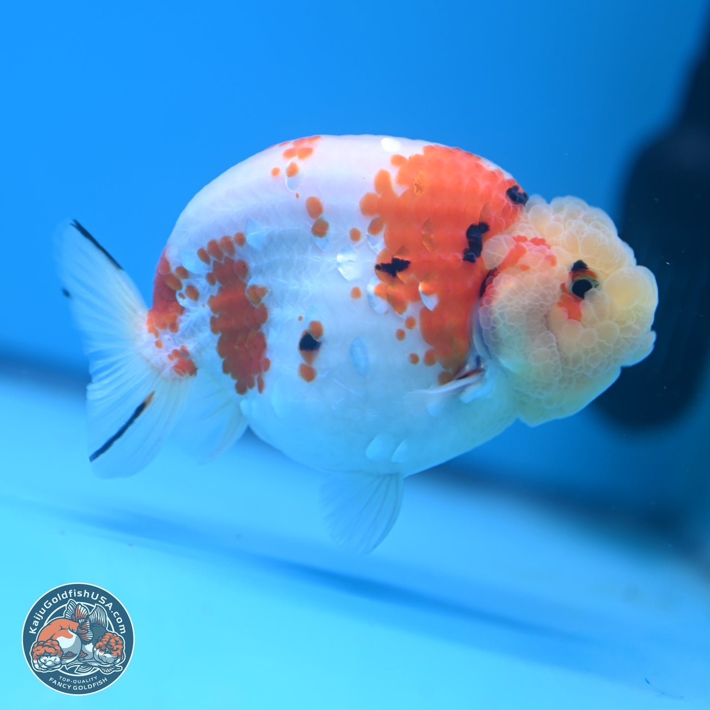 Tricolor Sakura Ranchu 4.5 inches (241025_RC07) - Kaiju Goldfish USA