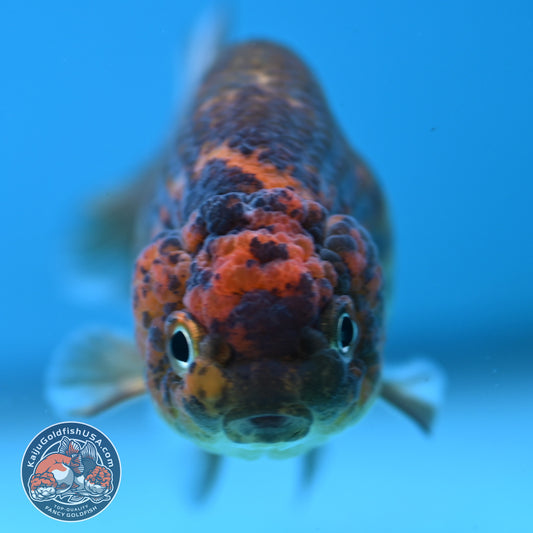 Juvenile Tiger Ranchu 3 inch Body (250919_RC07)