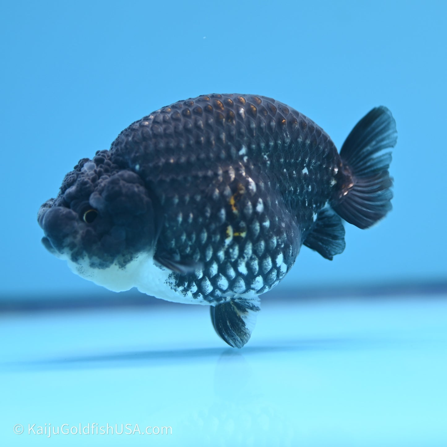 Black Metallic Ranchu 3.2 in Body (240719_RC07) - Kaiju Goldfish USA