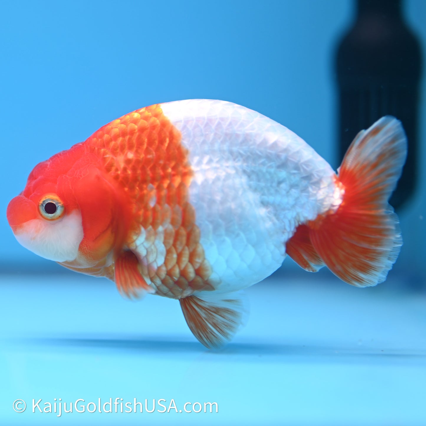 Red White Buffalo Ranchu 4in Body (240621_RC07) - Kaiju Goldfish USA