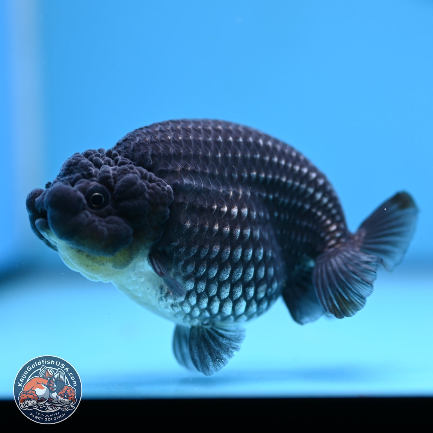 Platinum Ranchu 3.5 in Body (240809_RC07) - Kaiju Goldfish USA