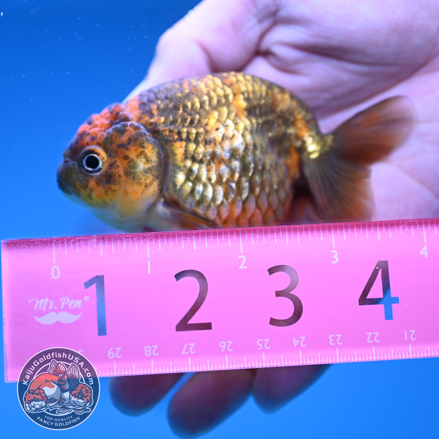 Juvenile Tiger Ranchu 3 inch Body (250919_RC07)