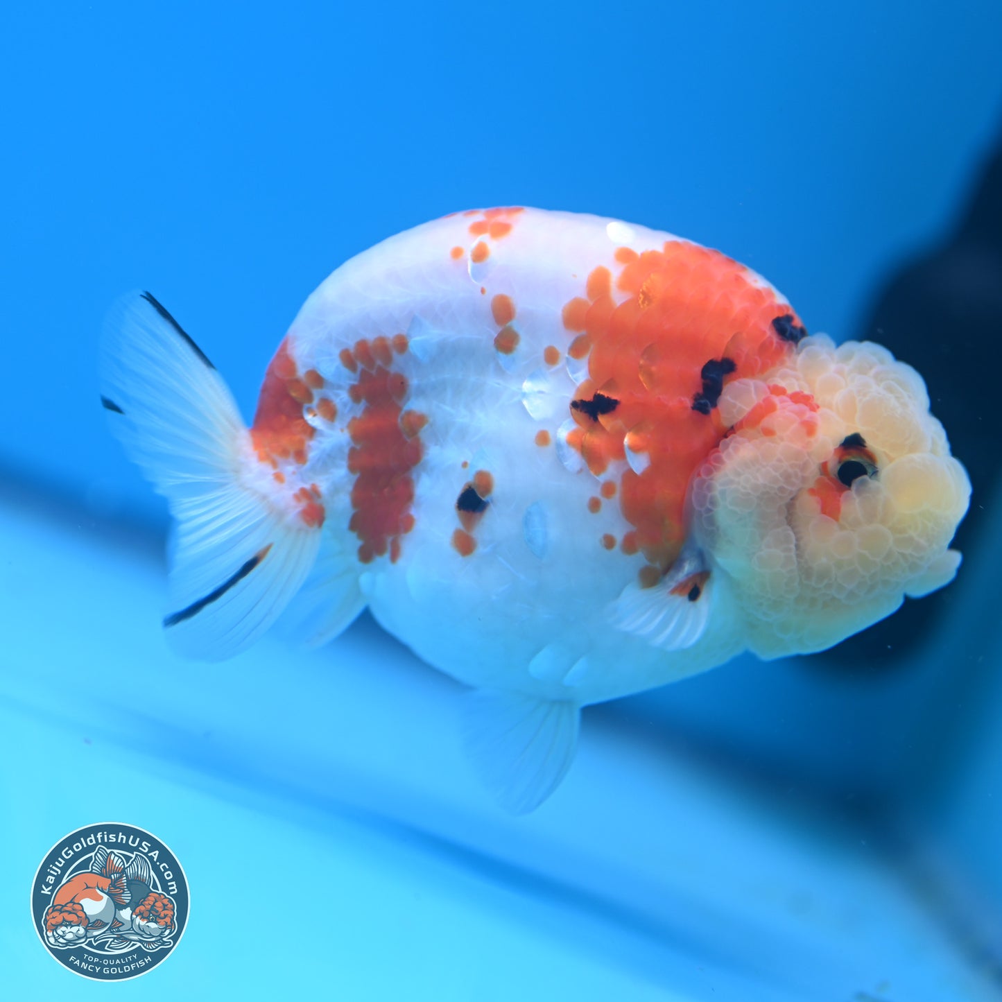 Tricolor Sakura Ranchu 4.5 inches (241025_RC07) - Kaiju Goldfish USA