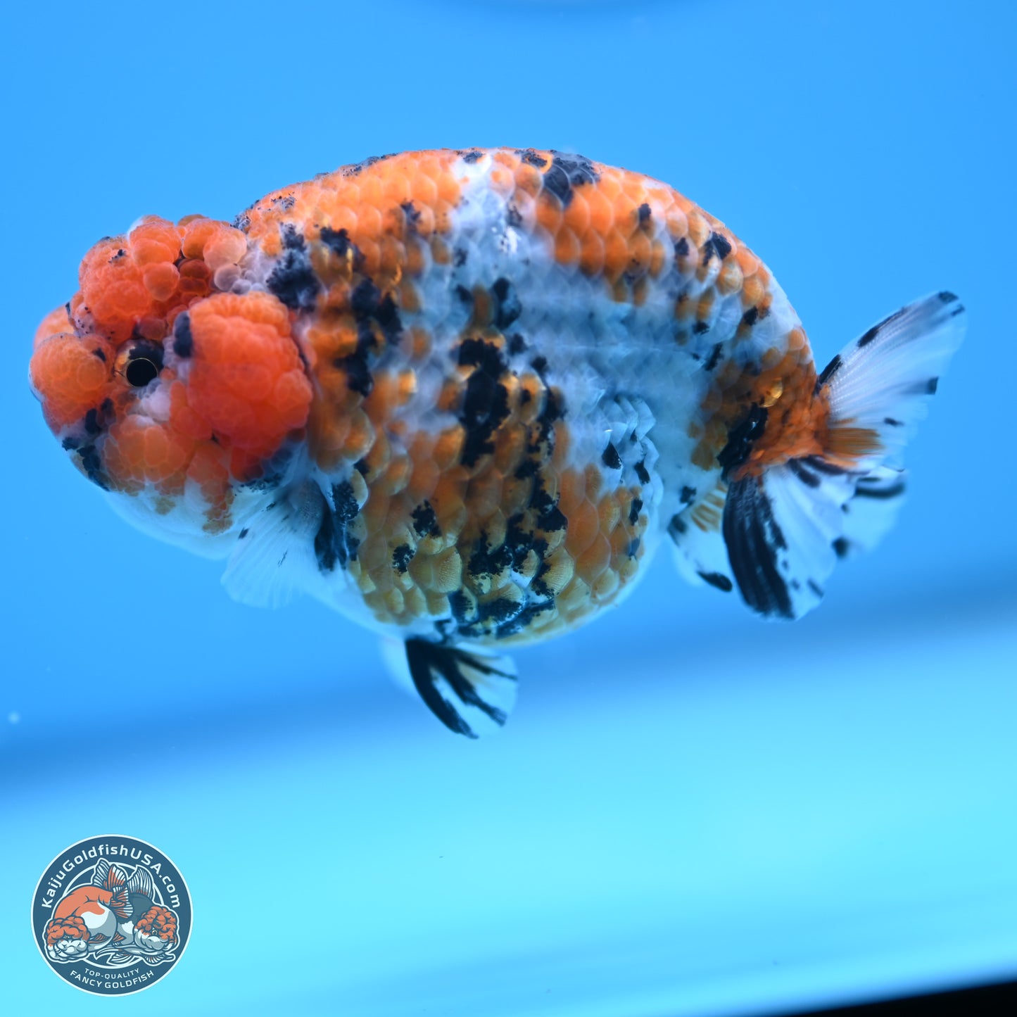 Tricolor Sakura Ranchu 3.75 inches Body - Female (241227_RC07)