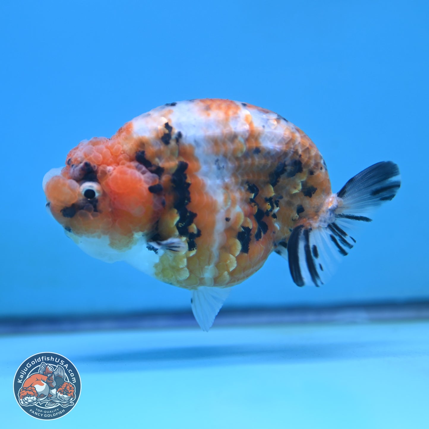 Tricolor Sakura Ranchu 3.75 inches Body - Female (250117_RC07)