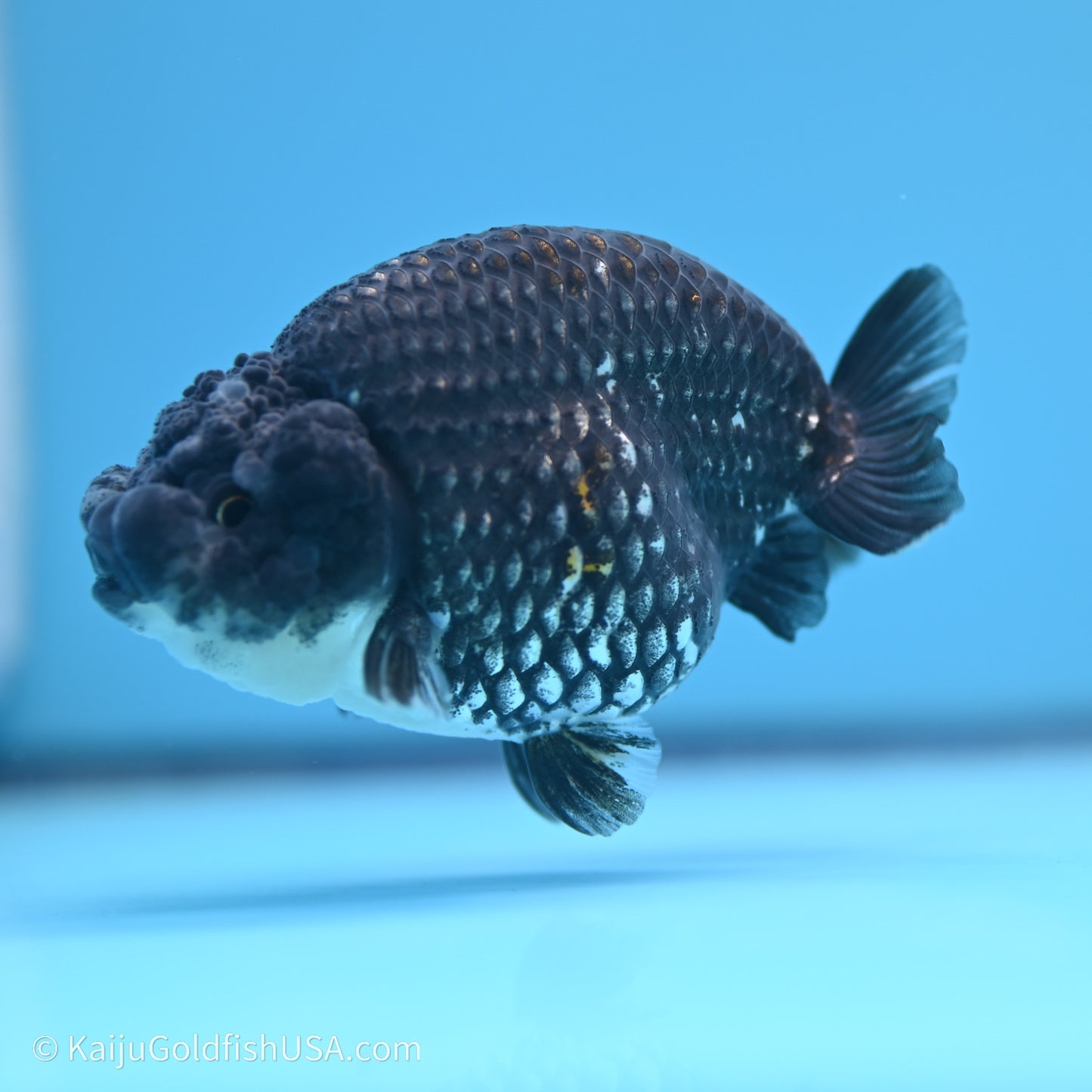 Black Metallic Ranchu 3.2 in Body (240719_RC07) - Kaiju Goldfish USA