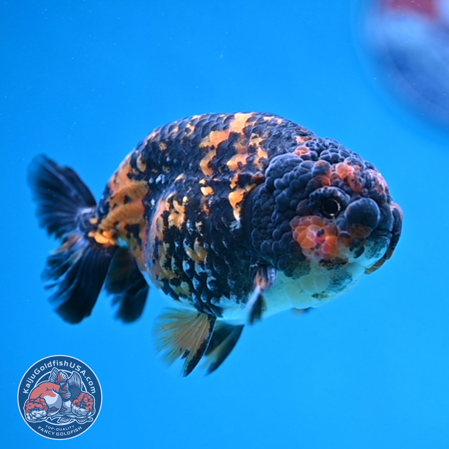 Heavy Ink Tiger Ranchu 4 inch Body (250926_RC07)