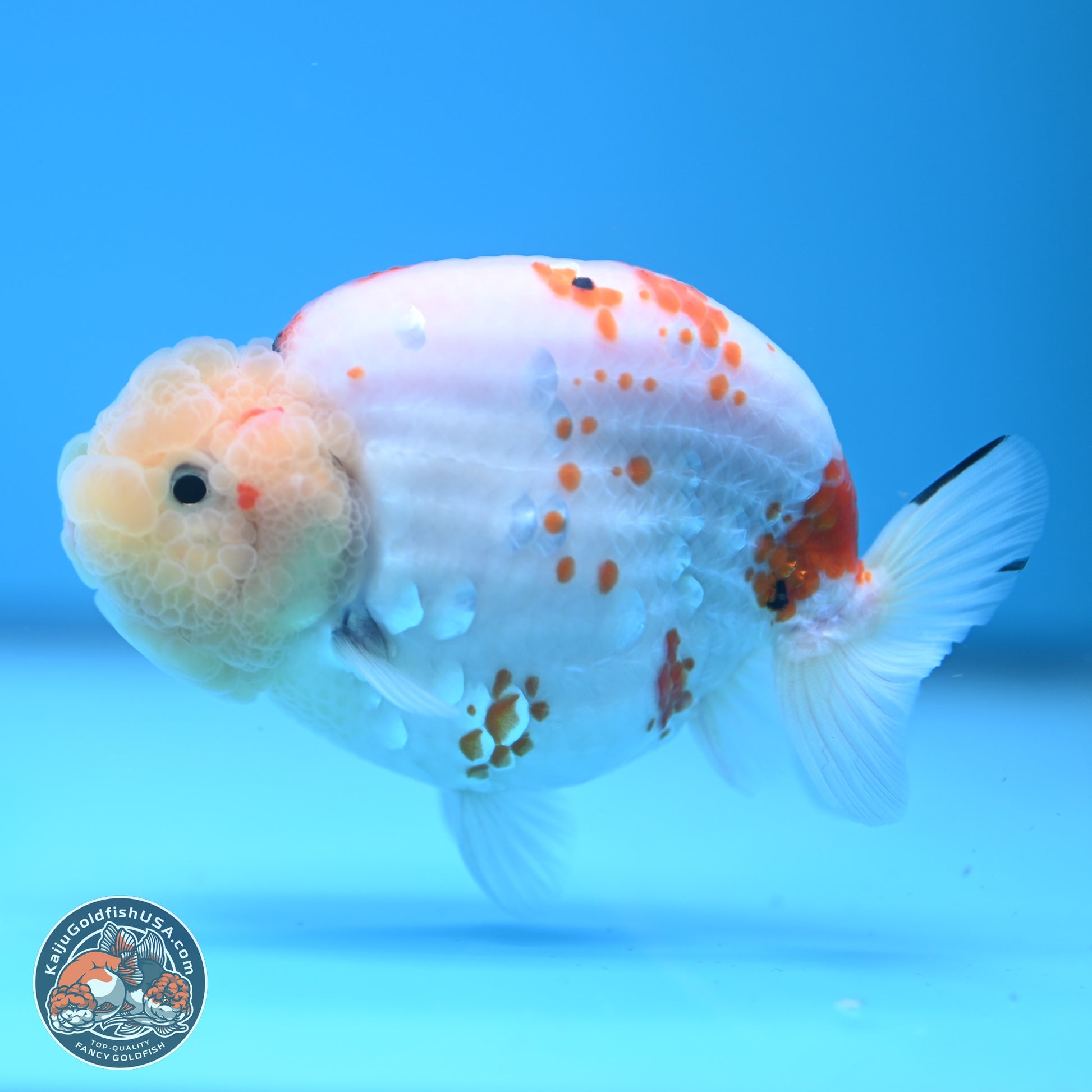 Tricolor Sakura Ranchu 4.5 inches (241025_RC07) - Kaiju Goldfish USA