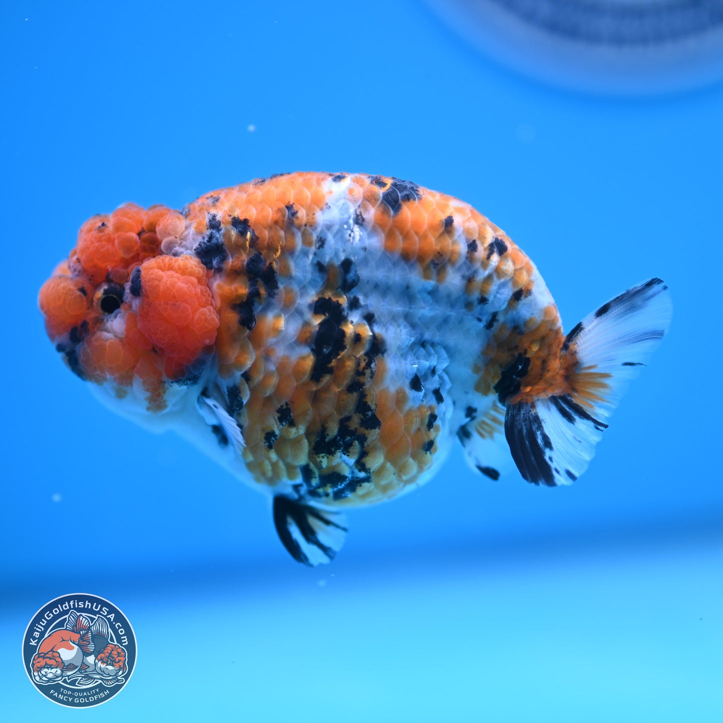 Tricolor Sakura Ranchu 3.75 inches Body - Female (241227_RC07)