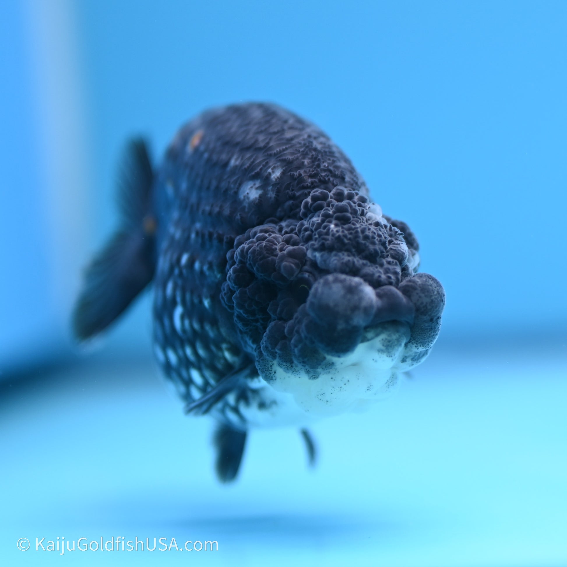 Black Metallic Ranchu 3.2 in Body (240719_RC07) - Kaiju Goldfish USA