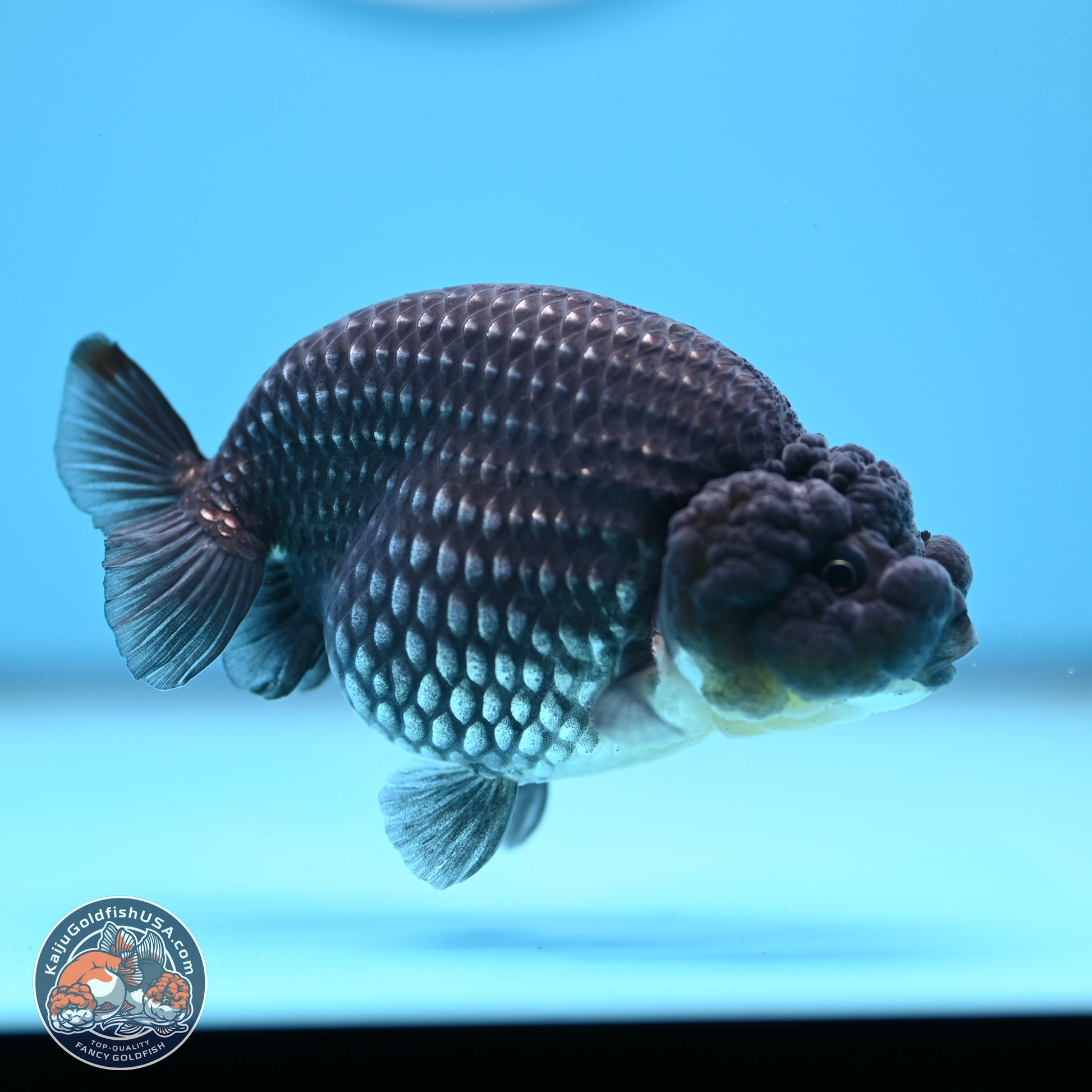 Platinum Ranchu 3.5 in Body (240809_RC07) - Kaiju Goldfish USA