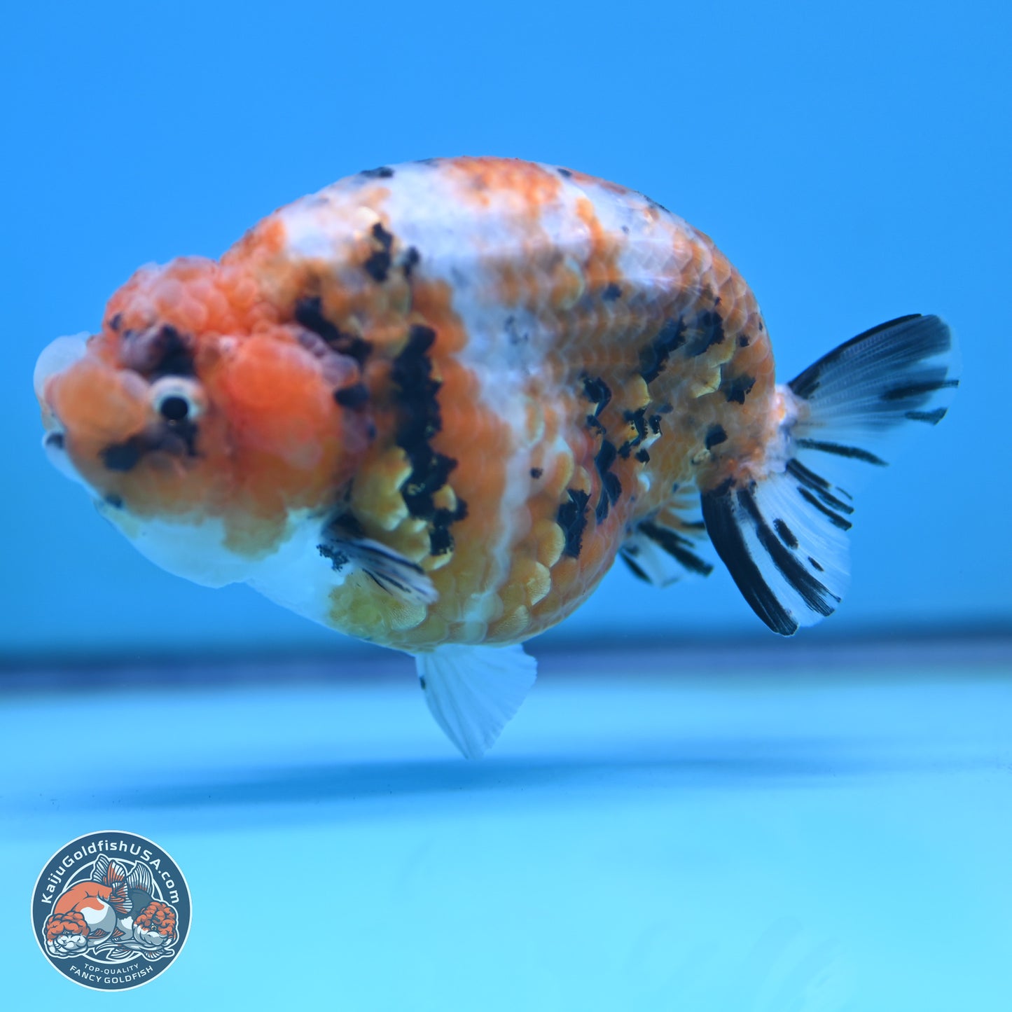 Tricolor Sakura Ranchu 3.75 inches Body - Female (250117_RC07)