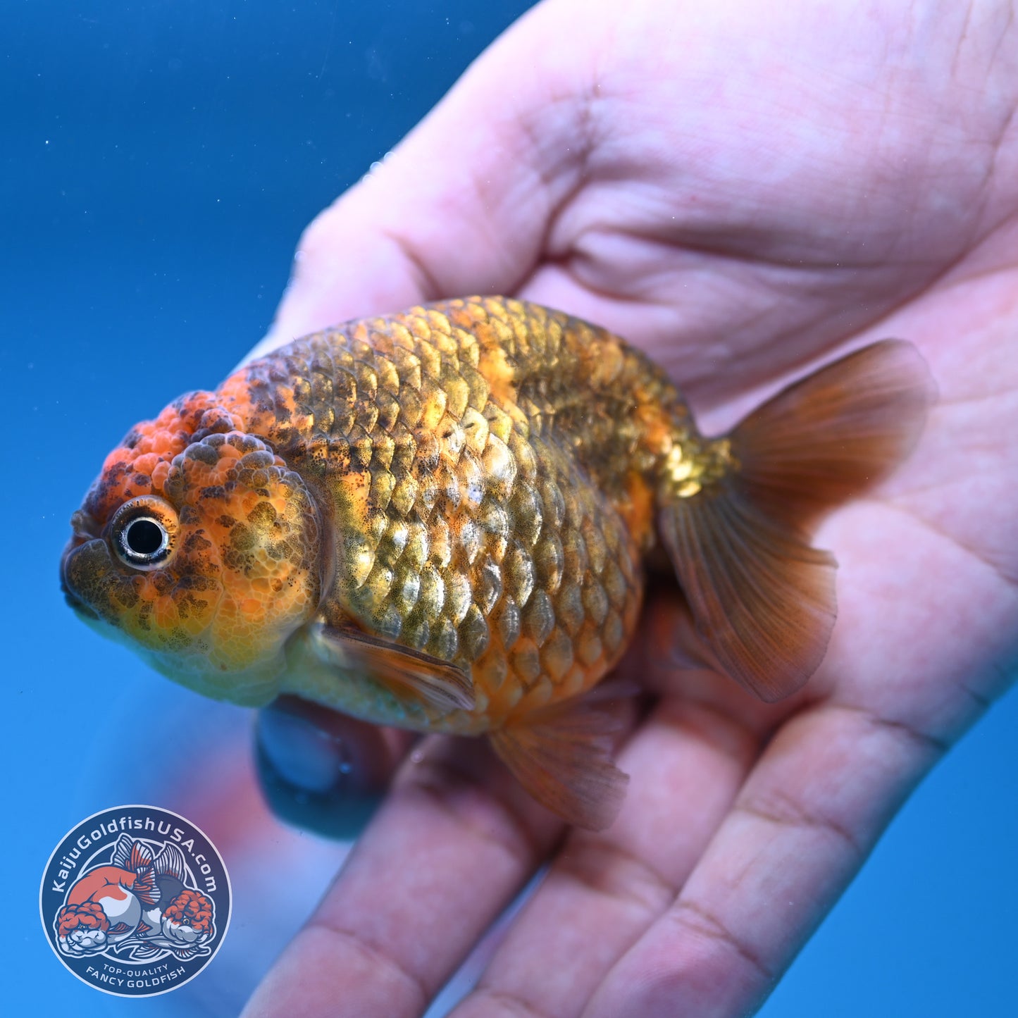 Juvenile Tiger Ranchu 3 inch Body (250919_RC07)