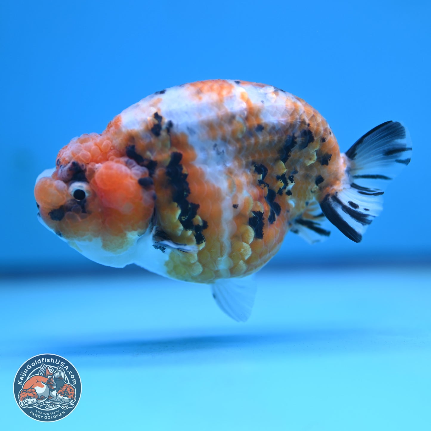 Tricolor Sakura Ranchu 3.75 inches Body - Female (250117_RC07)