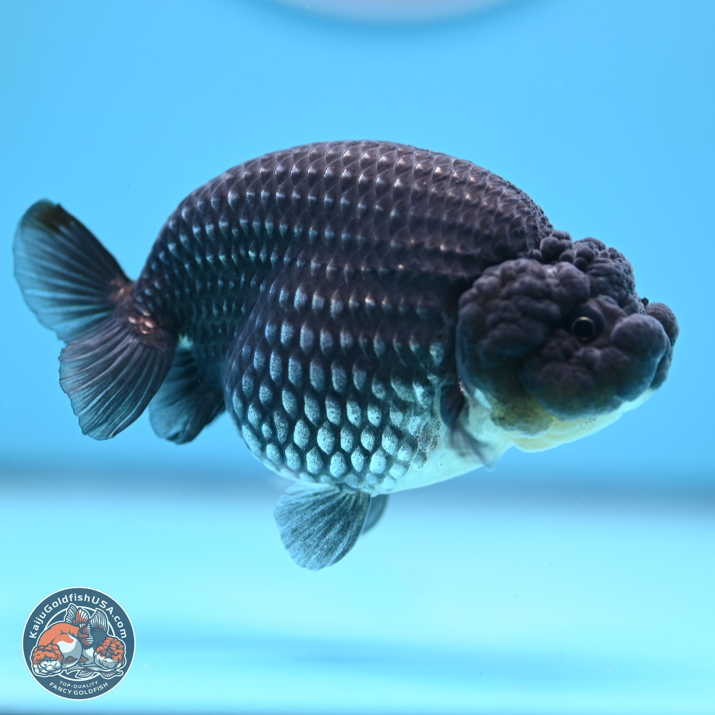 Platinum Ranchu 3.5 in Body (240809_RC07) - Kaiju Goldfish USA