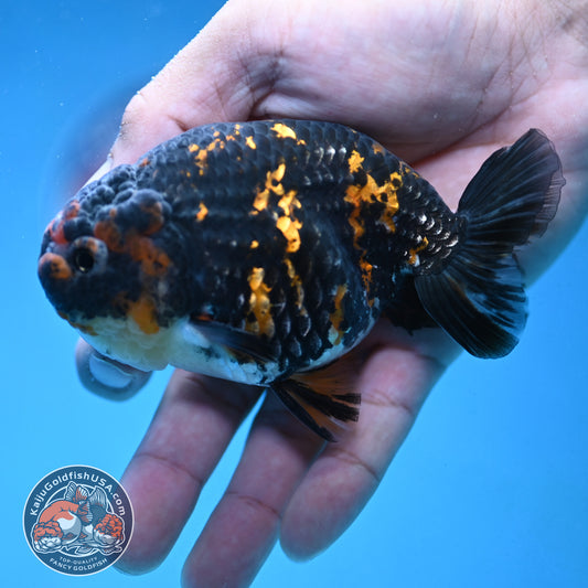 Heavy Ink Tiger Ranchu 4 inch Body (250926_RC07)