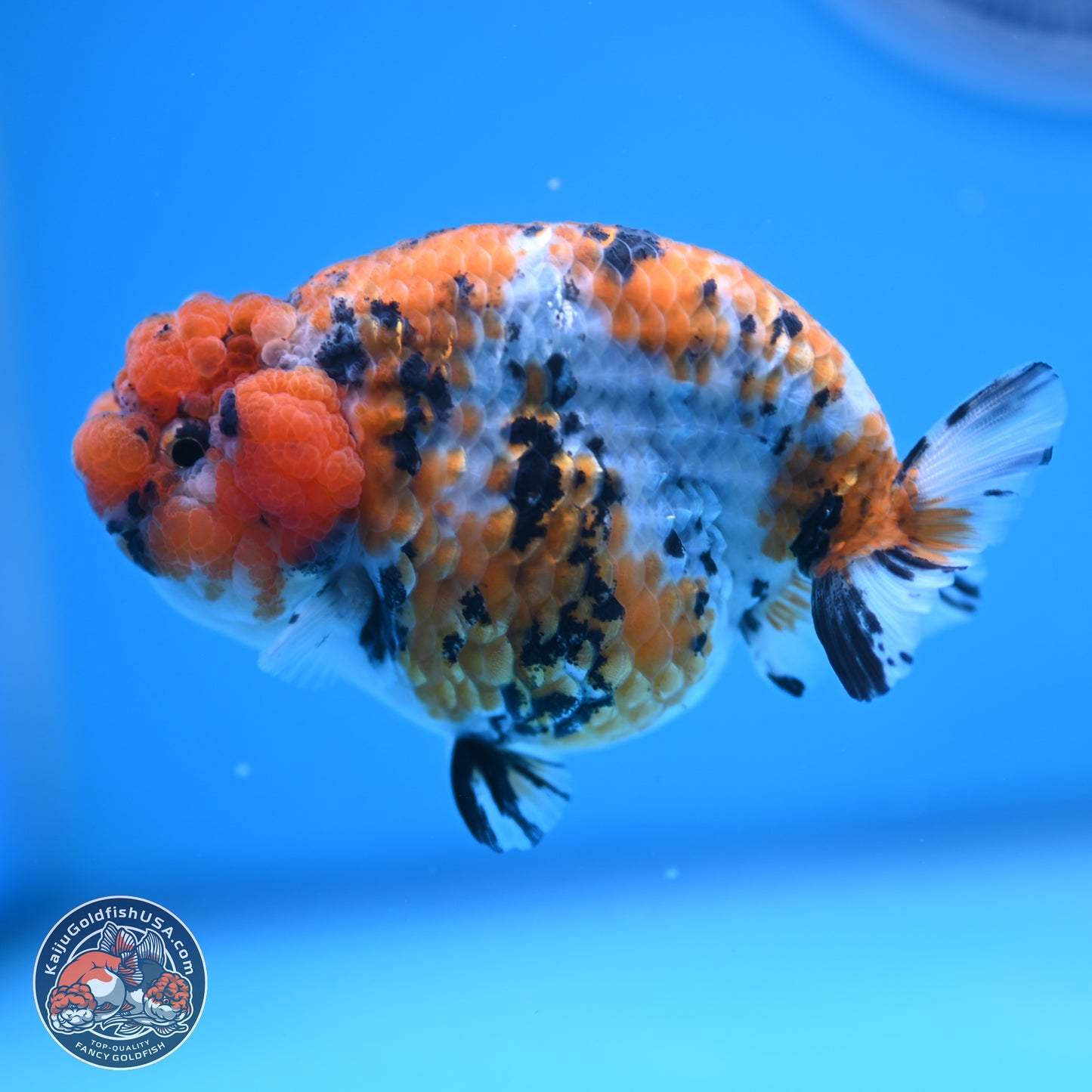 Tricolor Sakura Ranchu 3.75 inches Body - Female (241227_RC07)