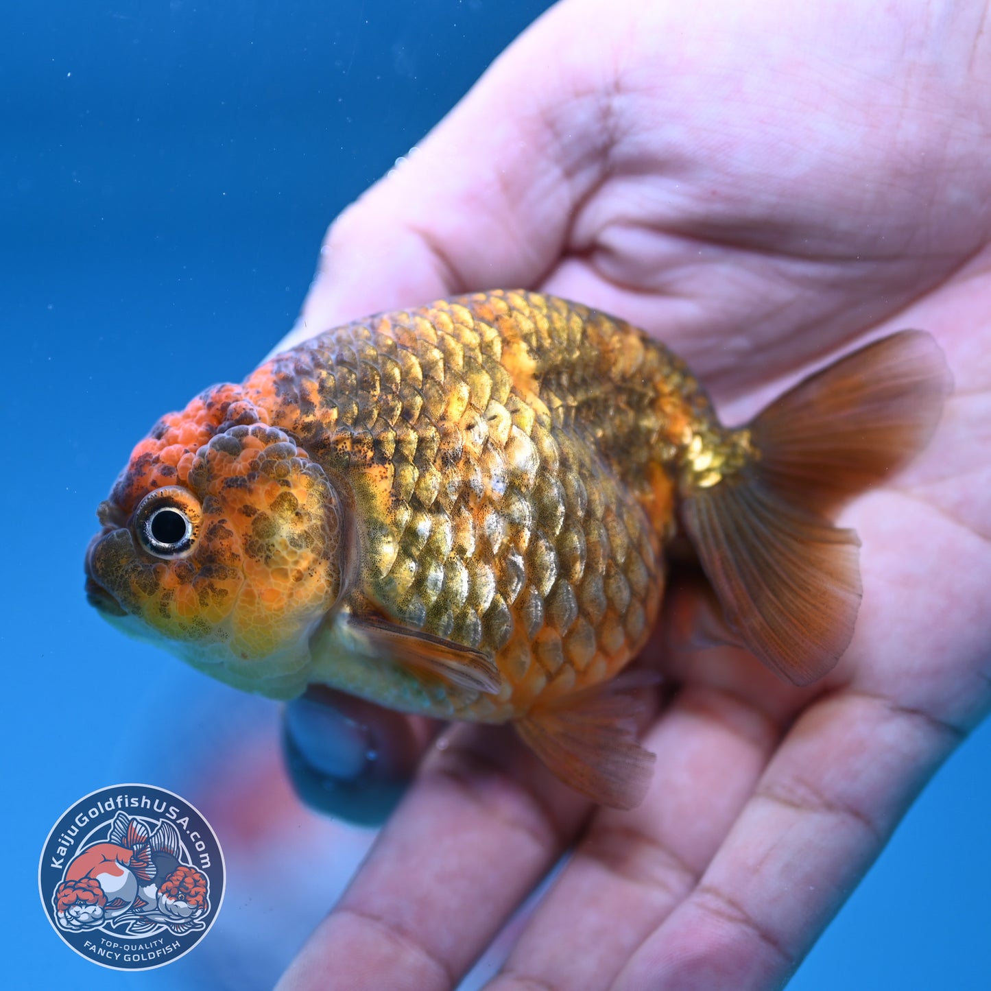 Juvenile Tiger Ranchu 3 inch Body (250919_RC07)
