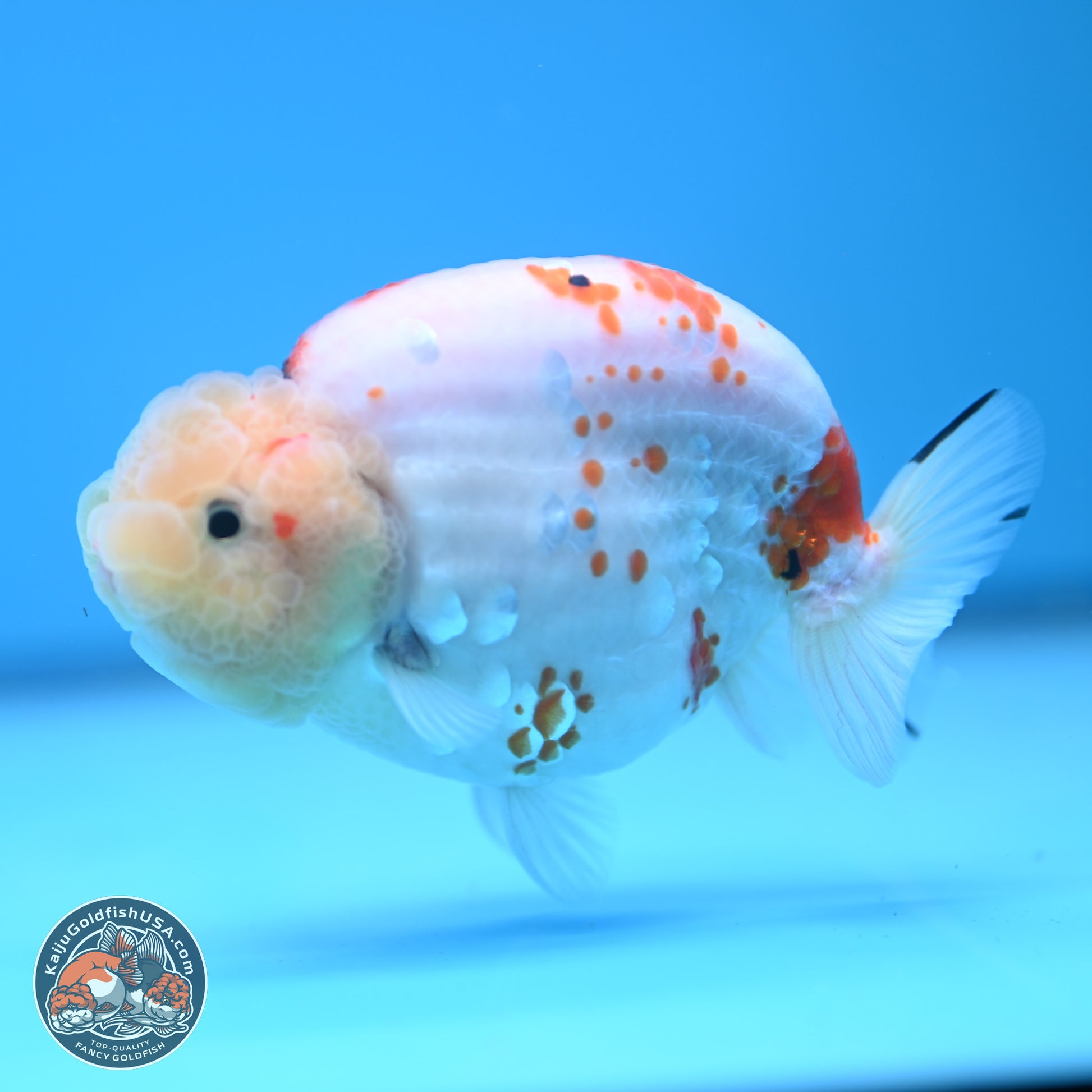 Tricolor Sakura Ranchu 4.5 inches (241025_RC07) - Kaiju Goldfish USA