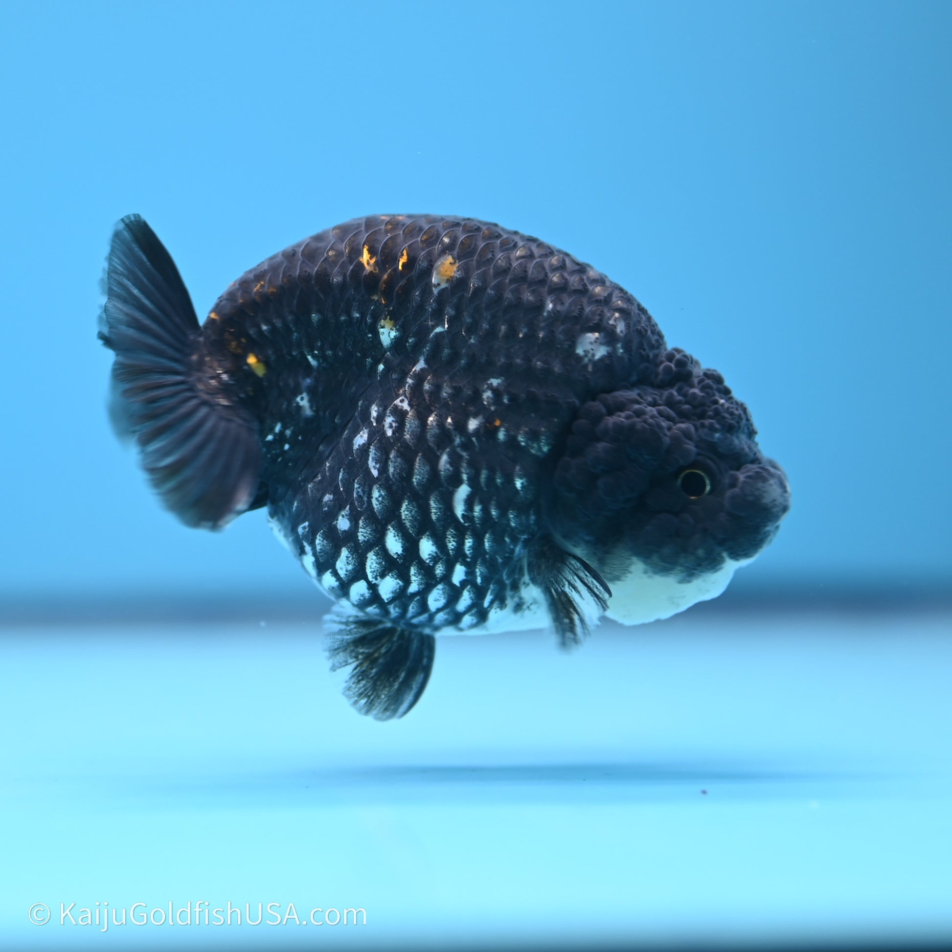 Black Metallic Ranchu 3.2 in Body (240719_RC07) - Kaiju Goldfish USA