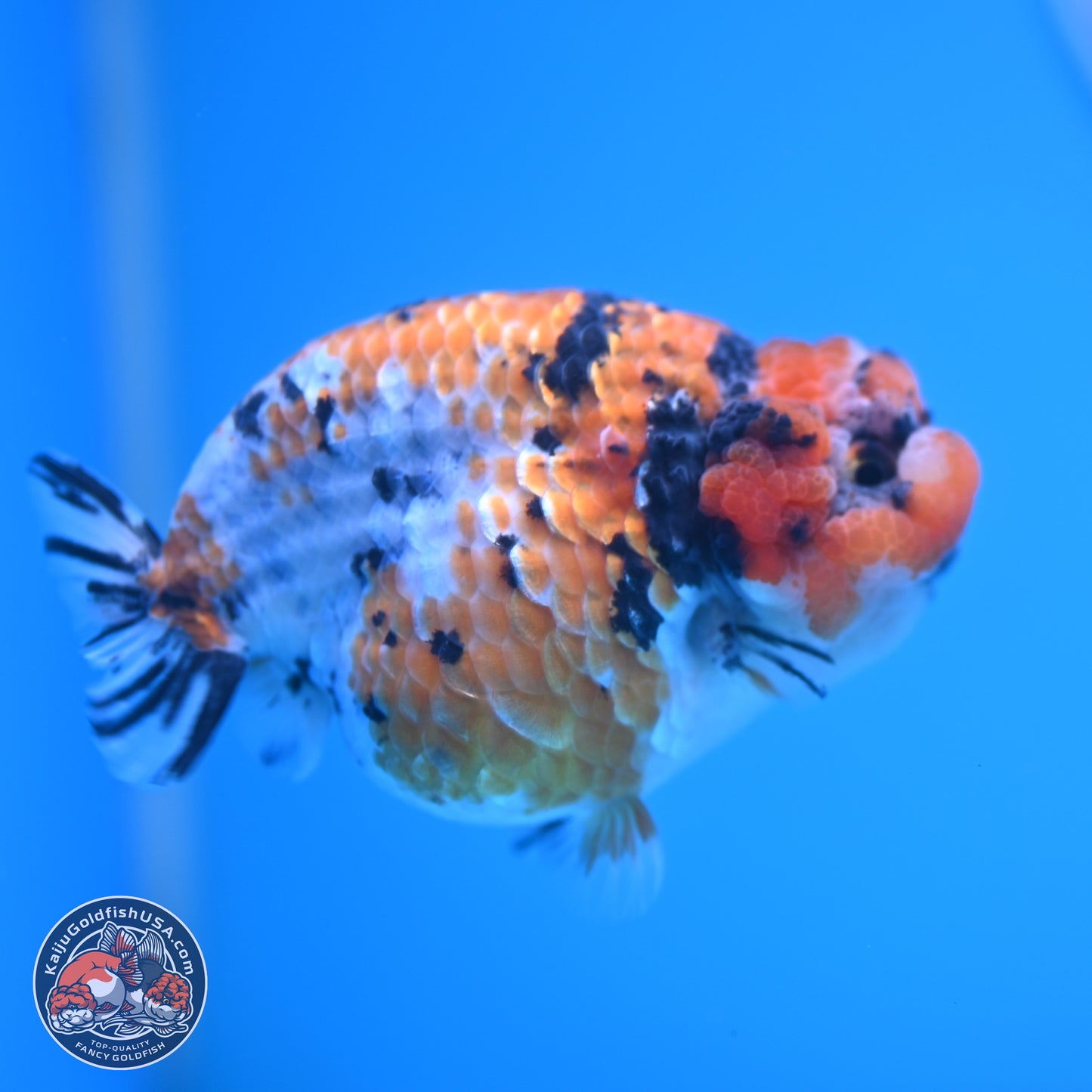 Tricolor Sakura Ranchu 3.75 inches Body - Female (241227_RC07) - Kaiju Goldfish USA